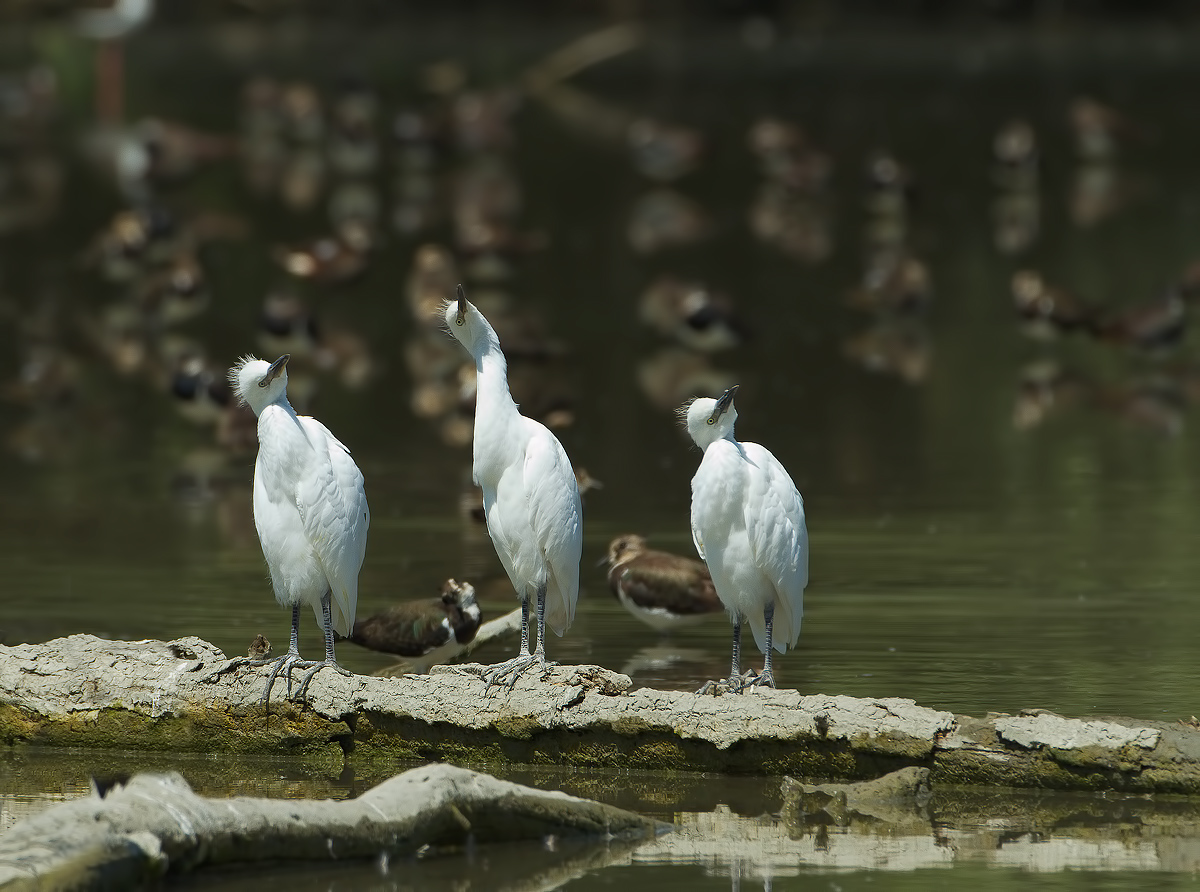 '' Thing'','' you'','...