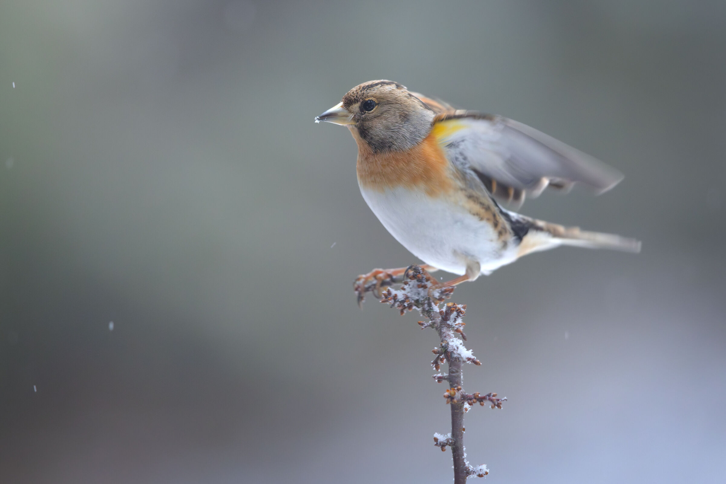 Brambling
