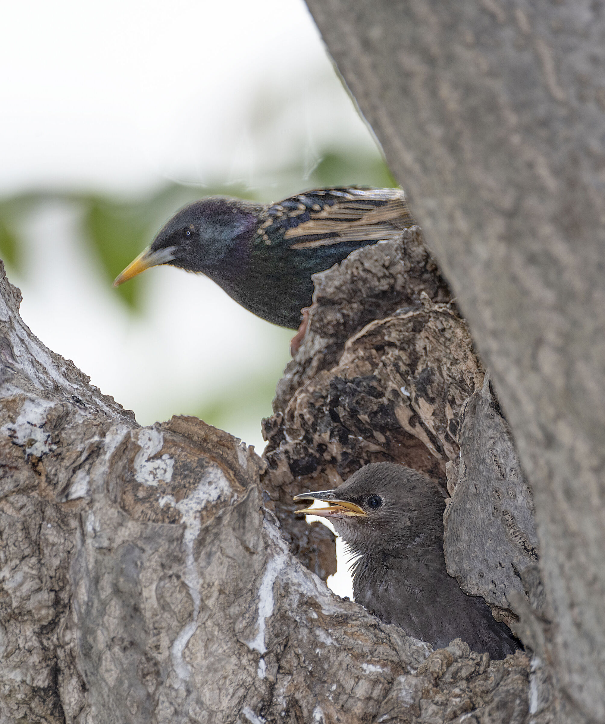 nido urbano di storno