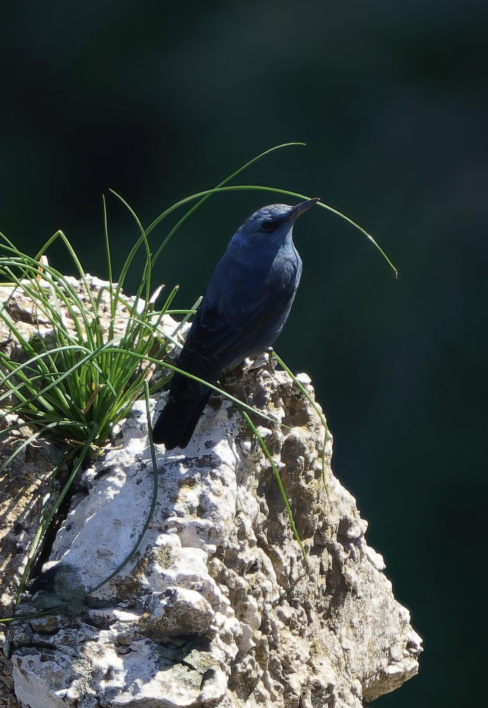 Passero solitario