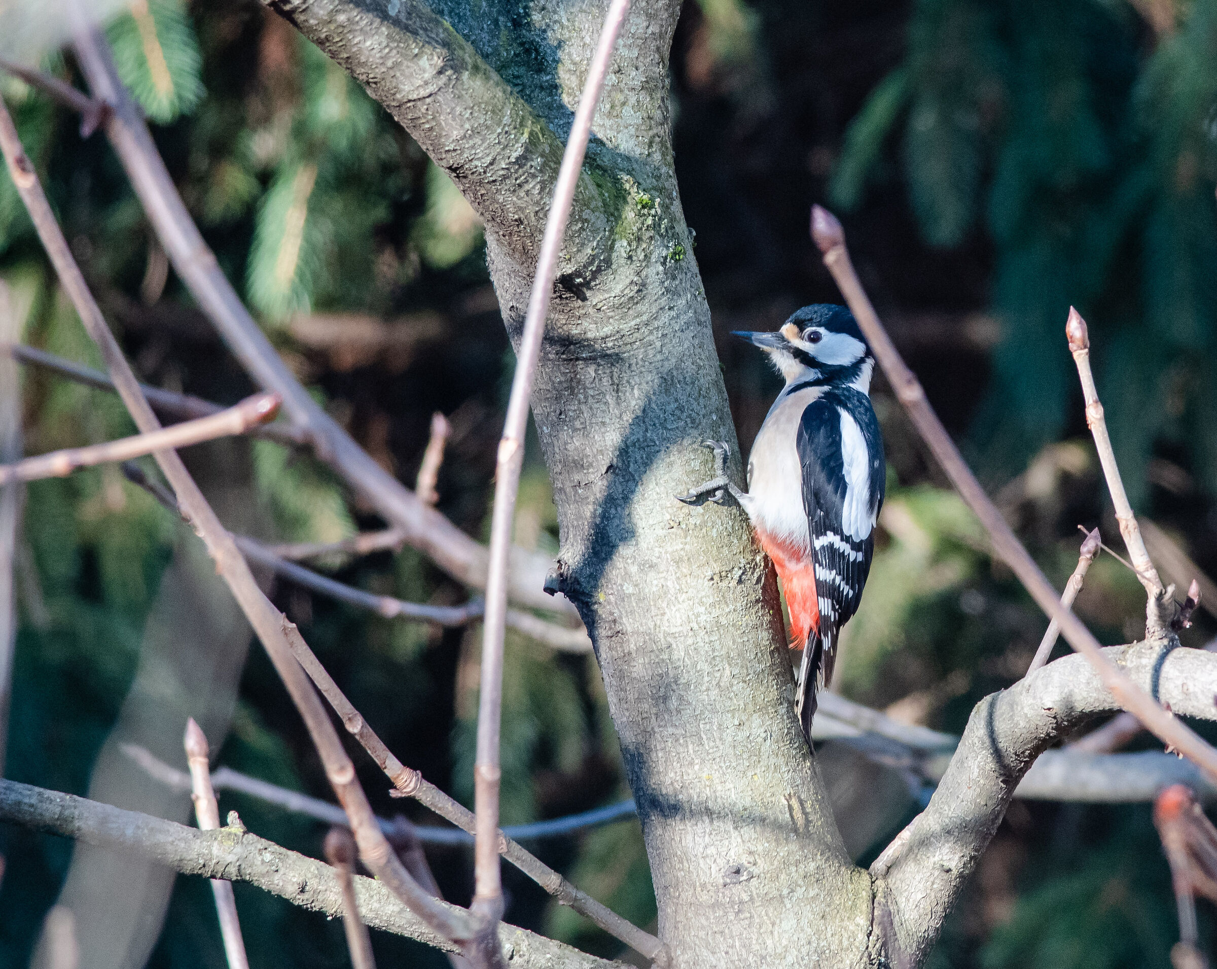 Great Spotted Woodpecker