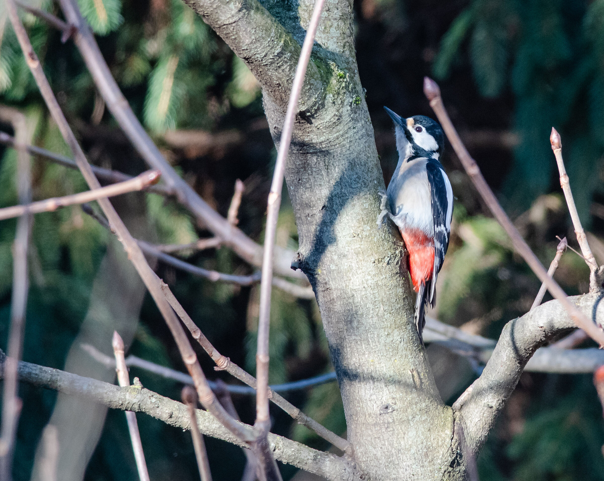 Great Spotted Woodpecker