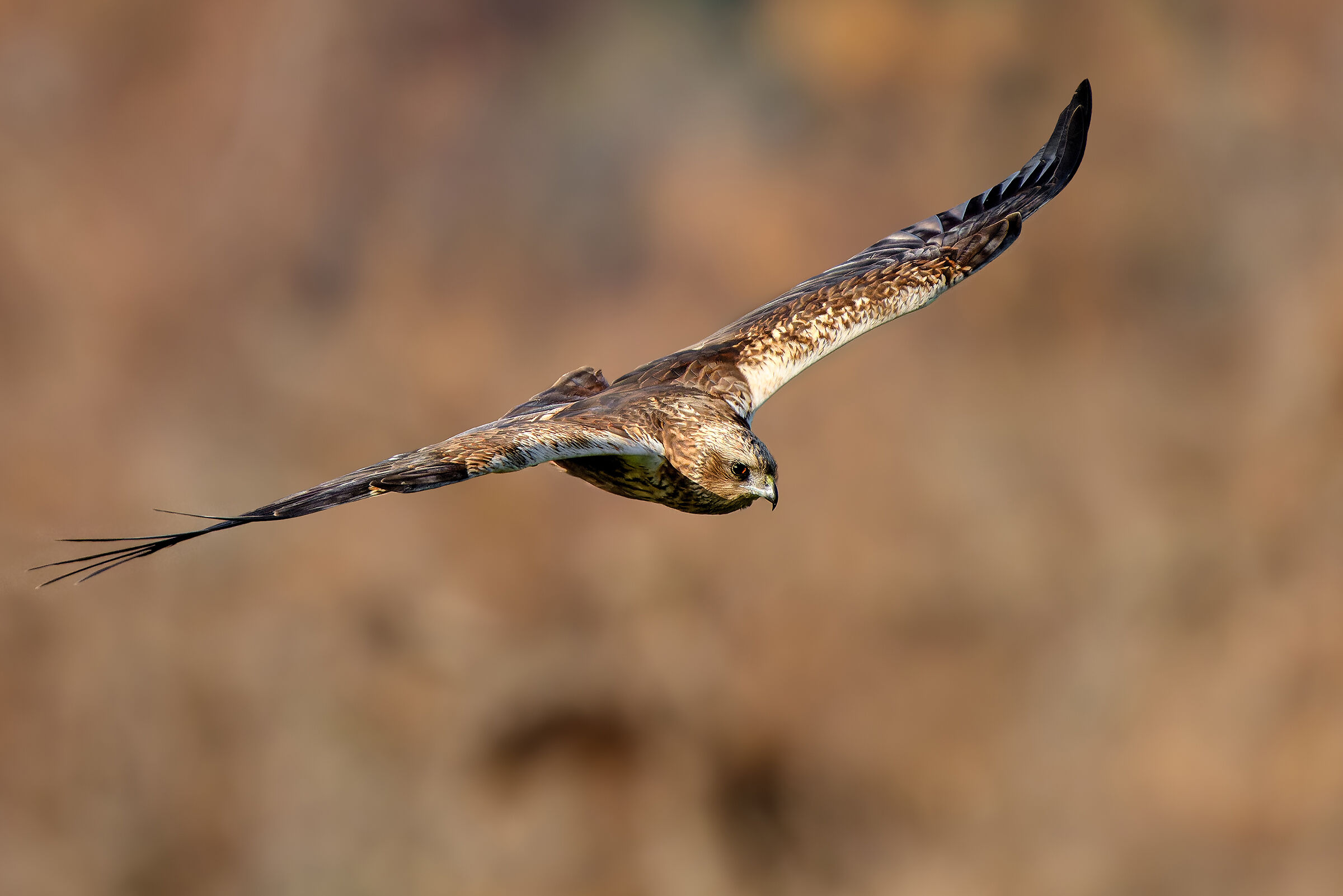 Marsh Harrier