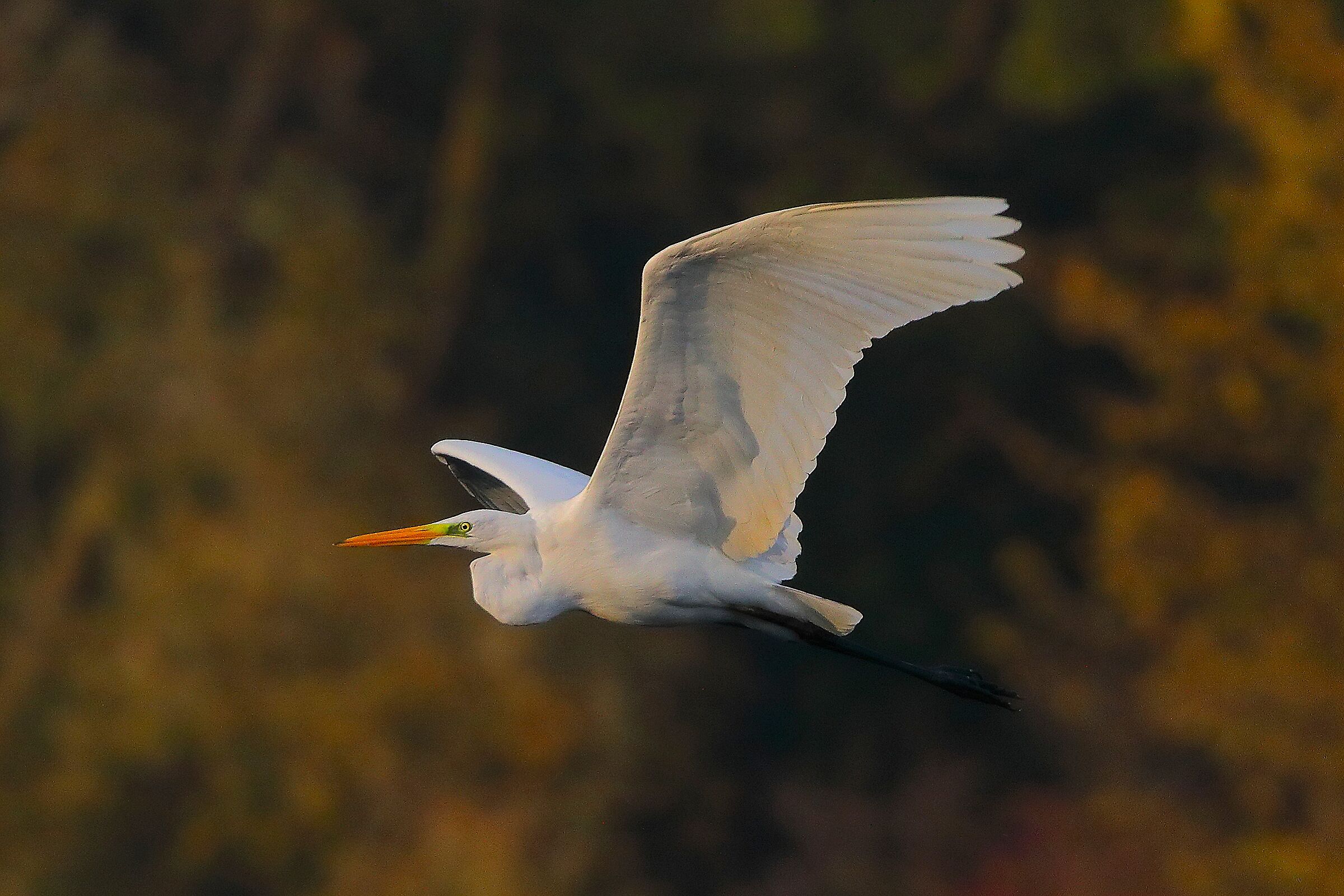 Airone BM 09 novembre 2024 - 0221