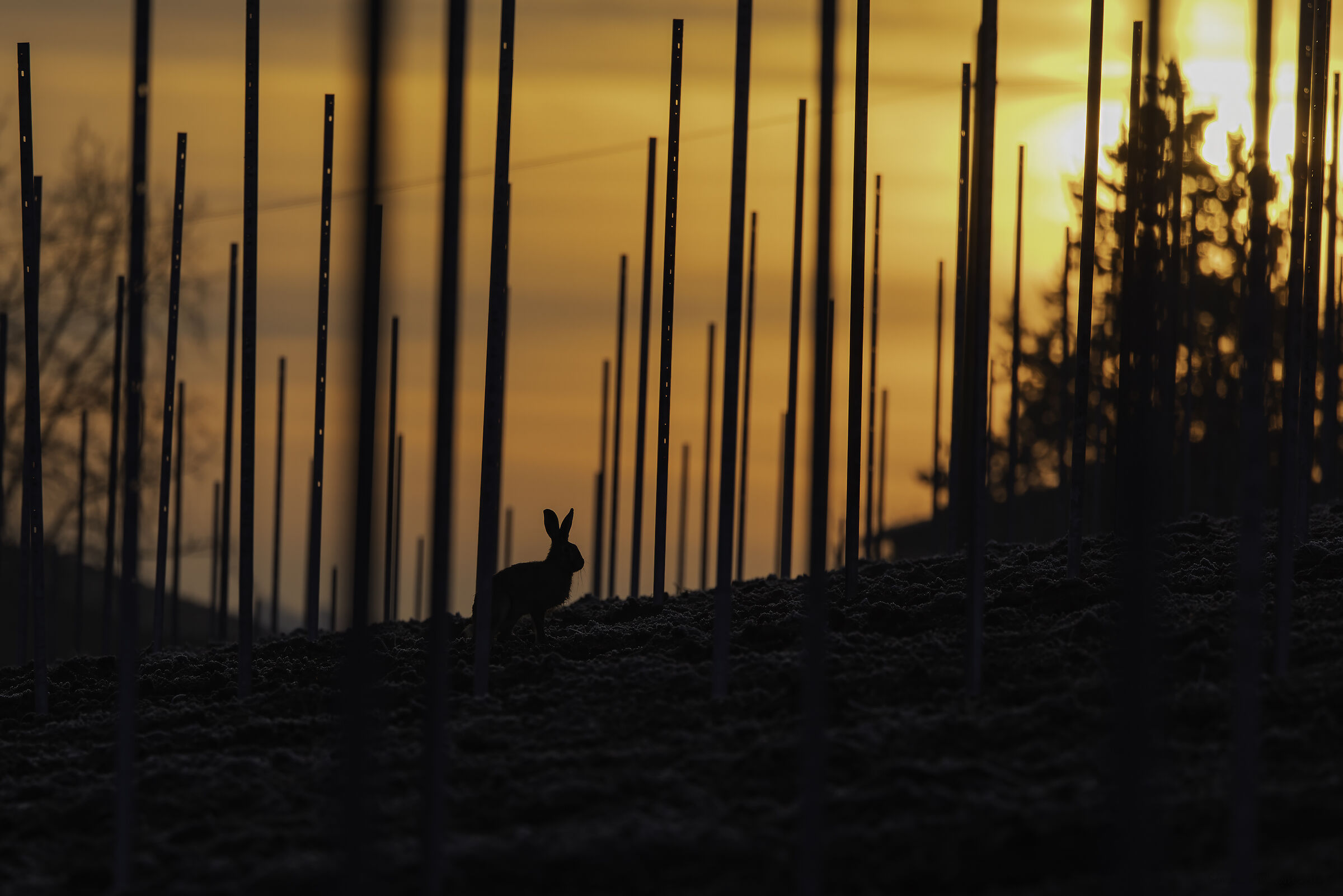 Alba nel Nuovo vigneto...