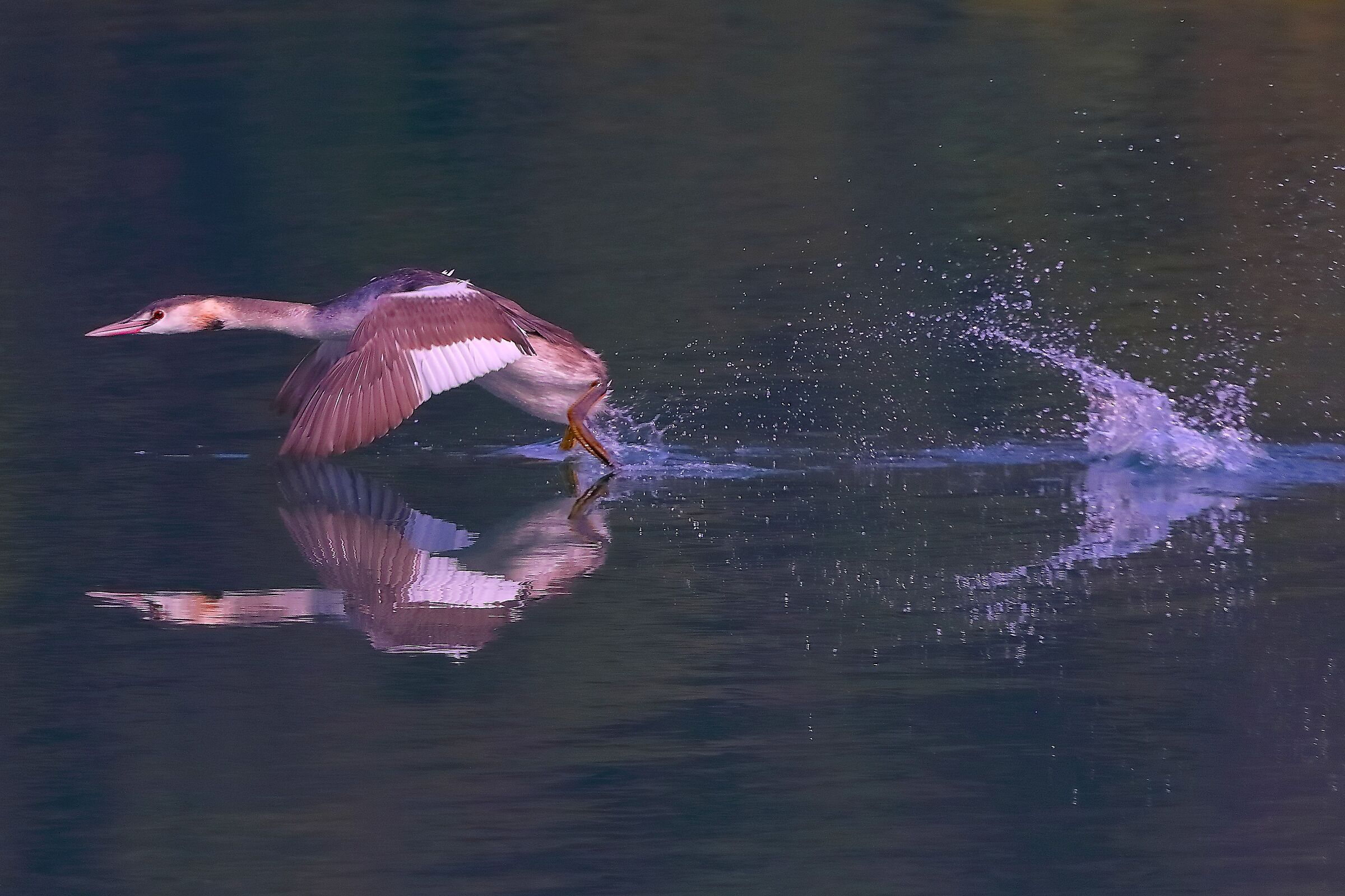 Svasso 15 ottobre 2024 - 0078