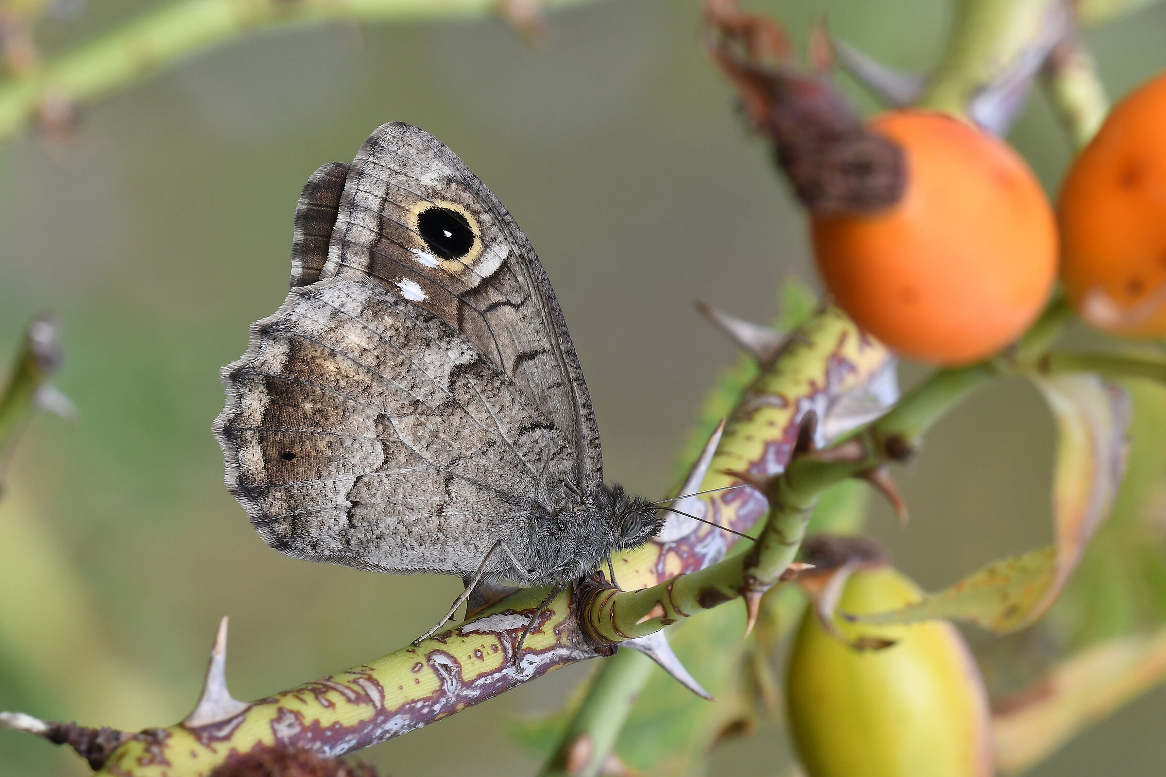 Statilino (Hipparchia statilinus)