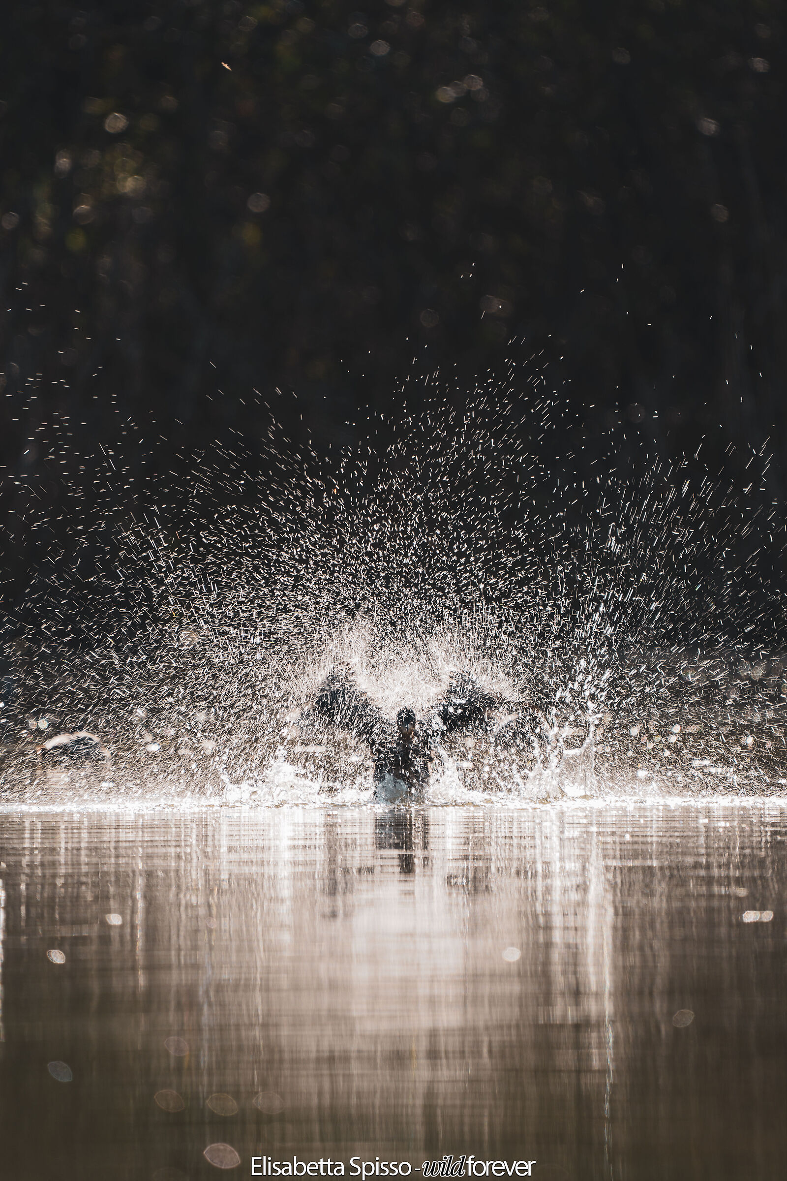 Explosion of water and life!