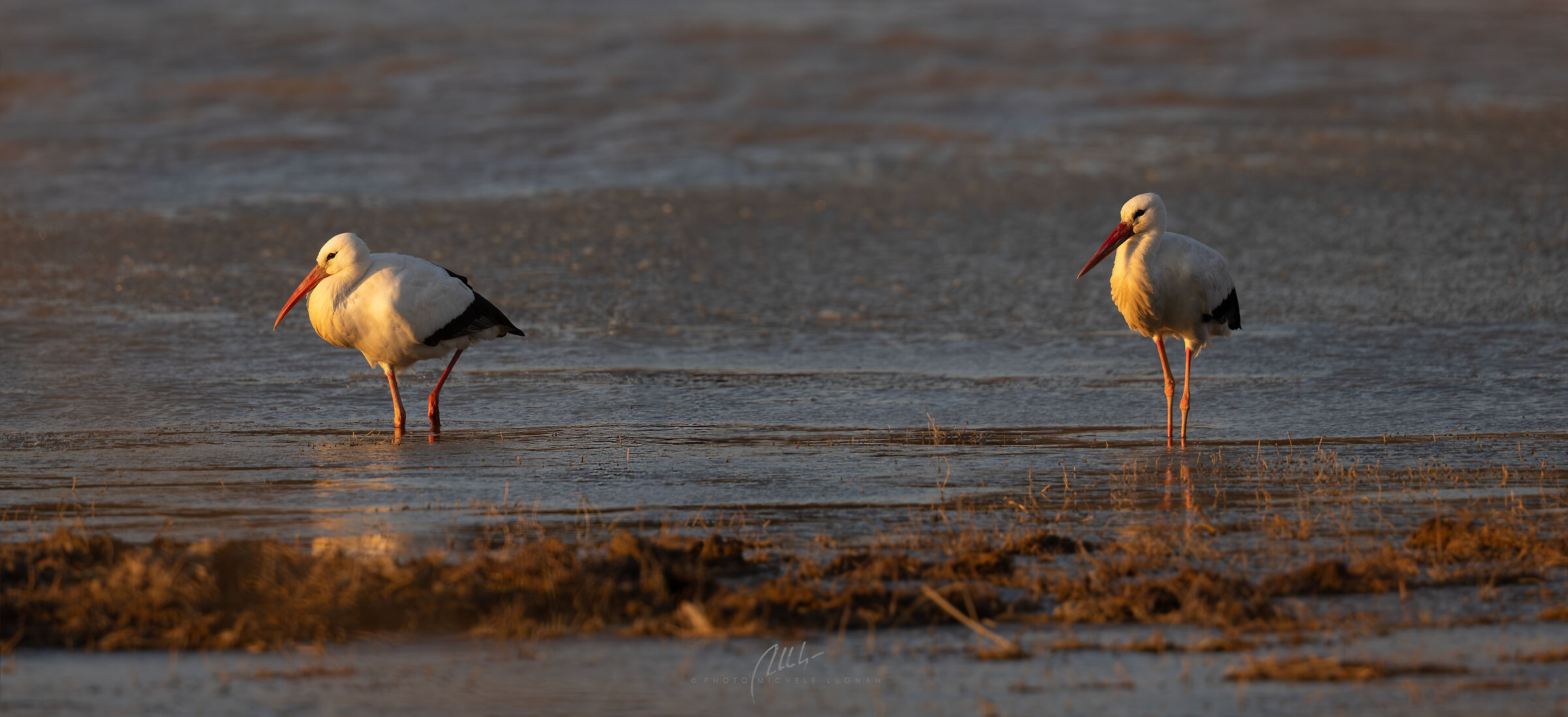 storks at dawn