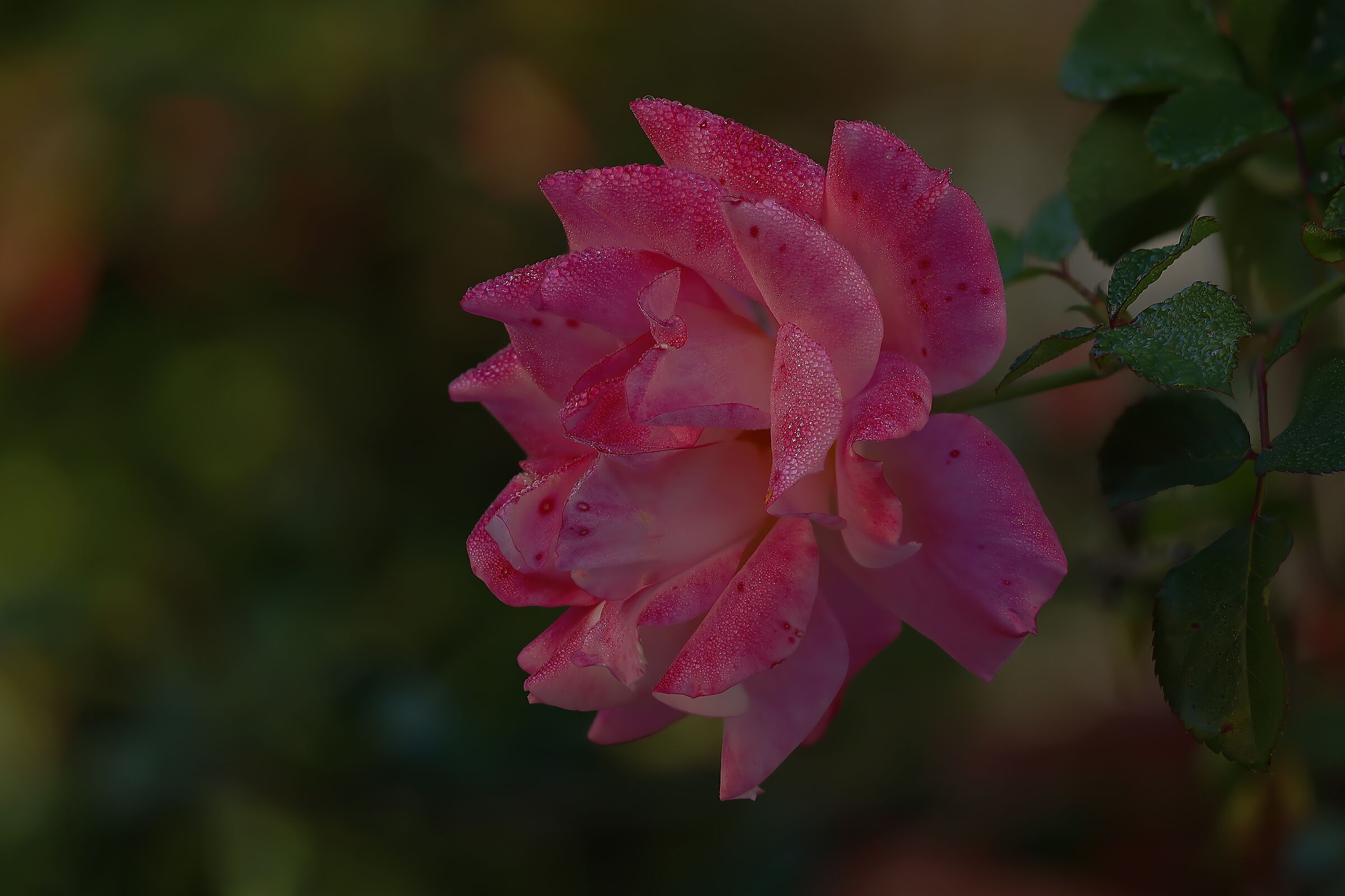 A classic, a rose with dew