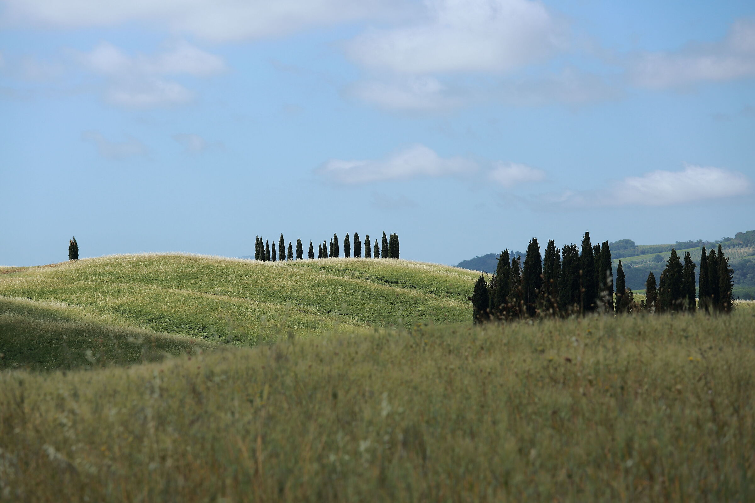 Never seen the cypresses of San Quirico like this