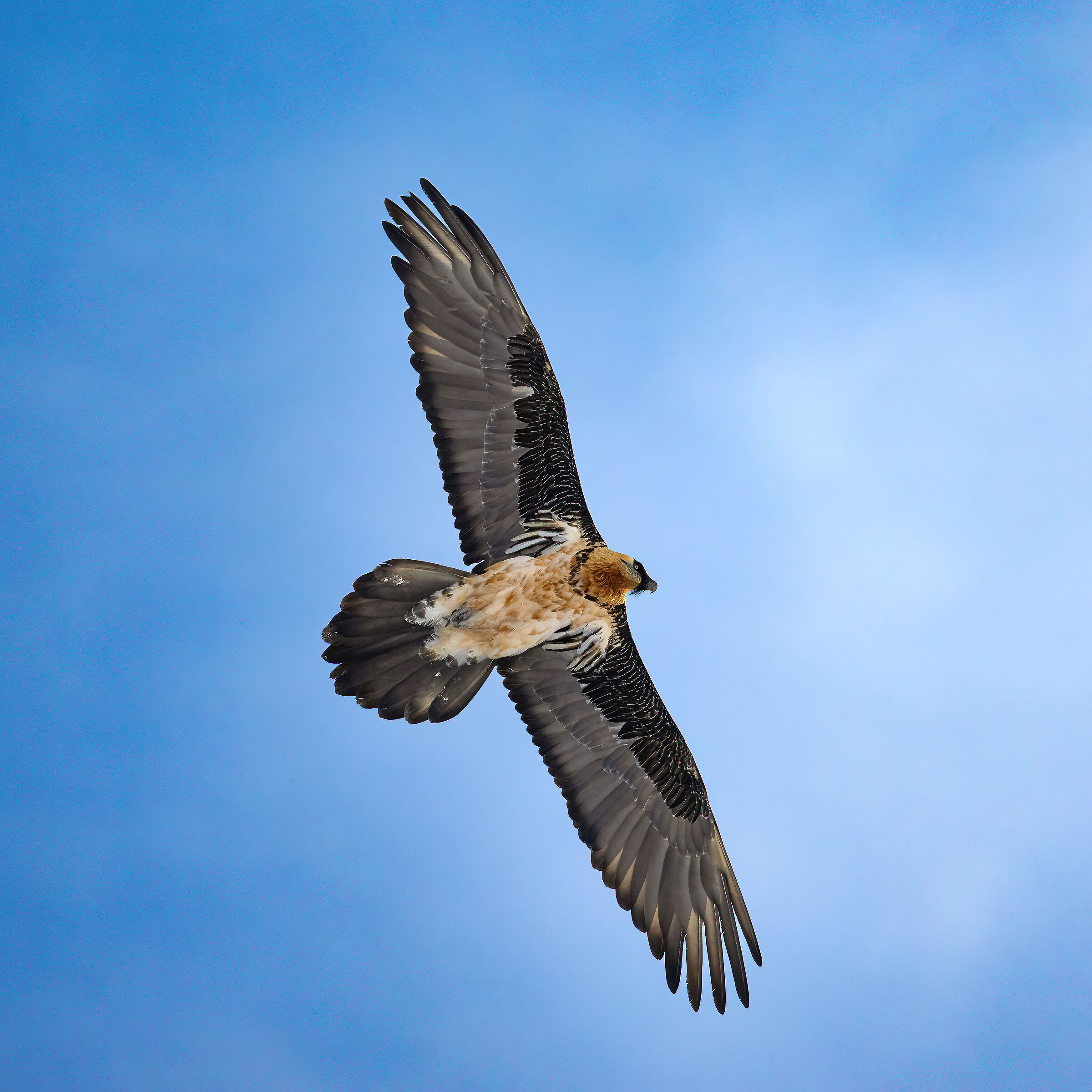 Gypaetus barbatus - Gran Paradiso National Park
