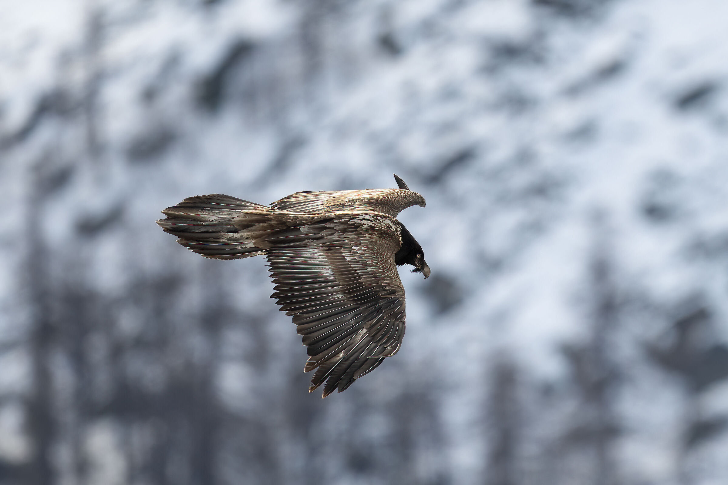 Gypaetus barbatus - Gran Paradiso National Park