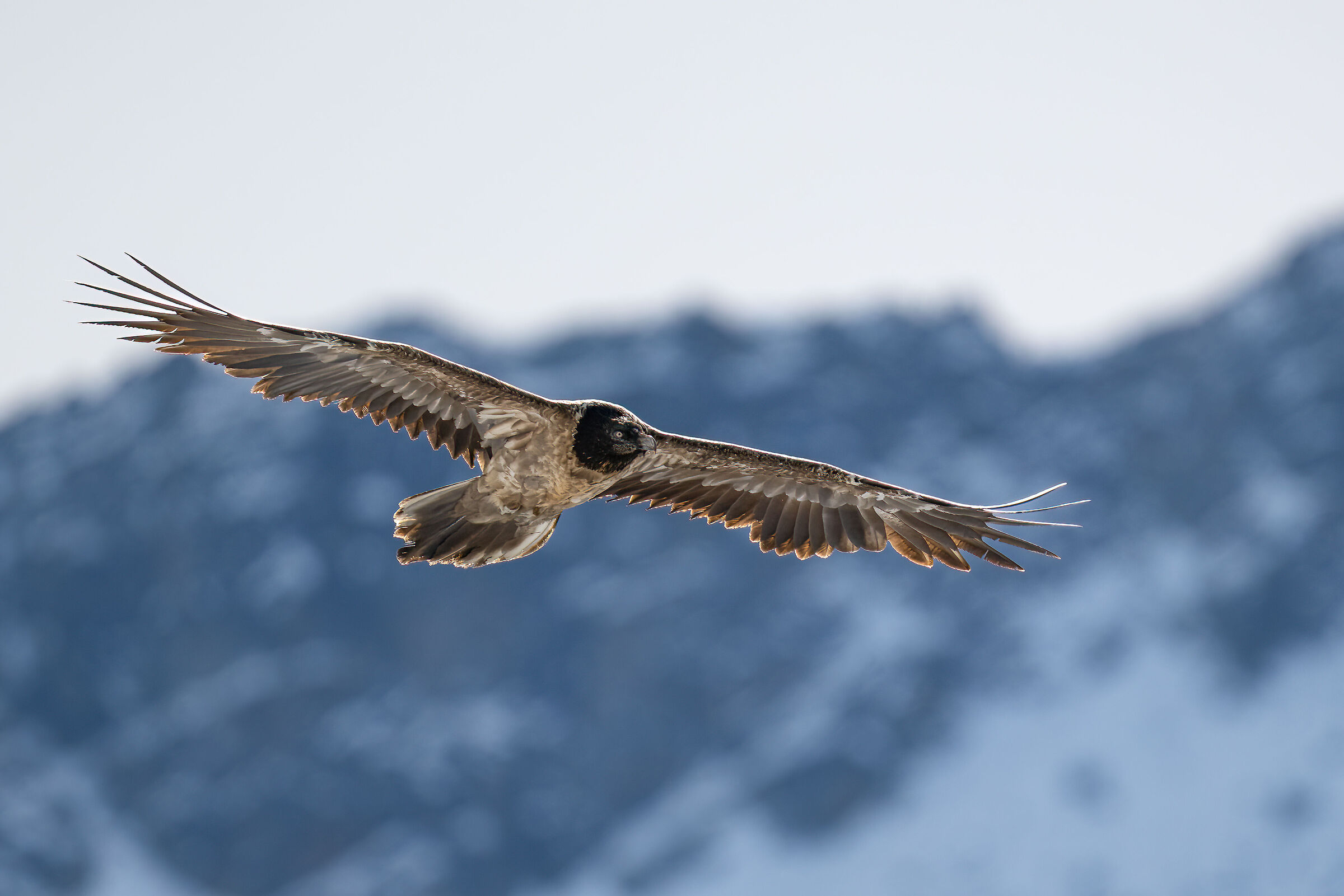 Gypaetus barbatus - Gran Paradiso National Park