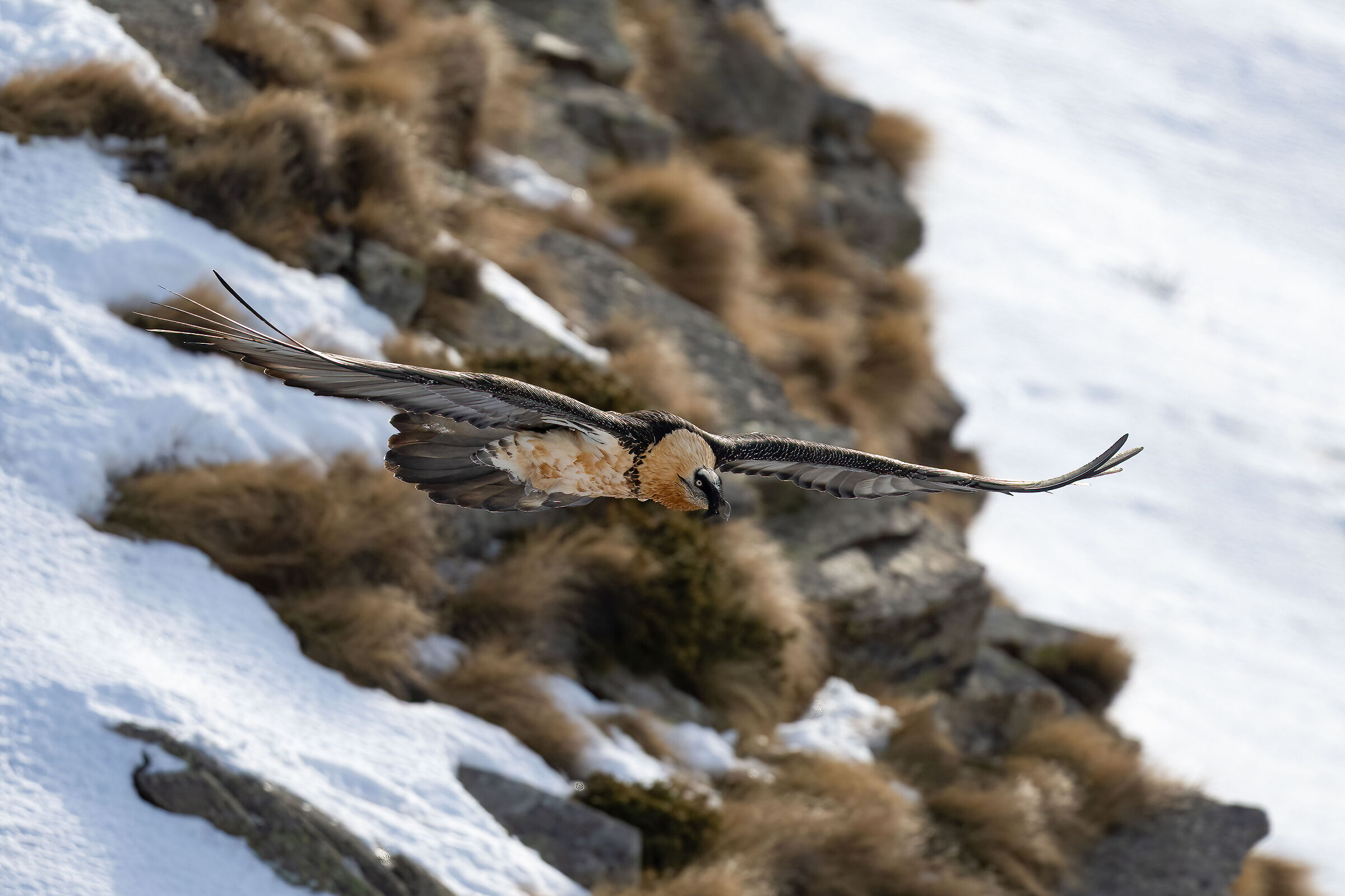 Gypaetus barbatus - Gran Paradiso National Park