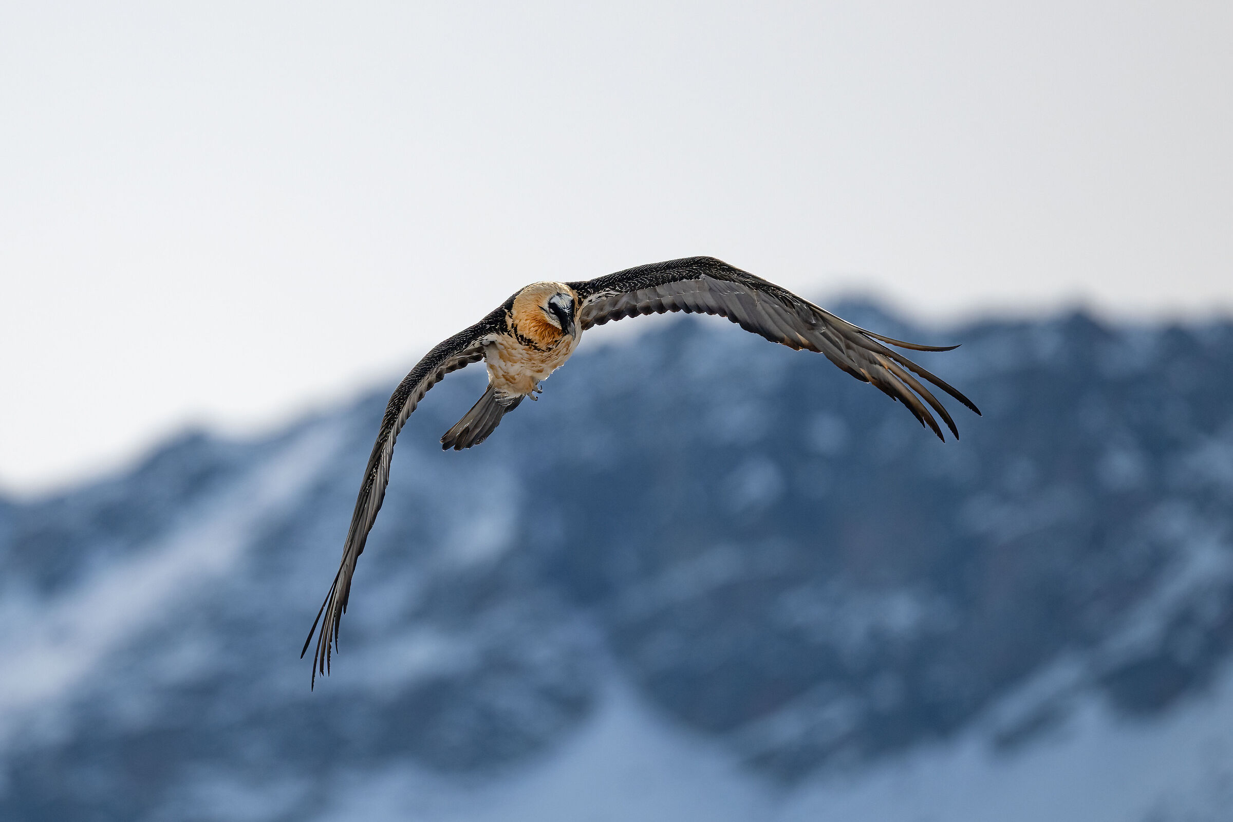 Gypaetus barbatus - Gran Paradiso National Park