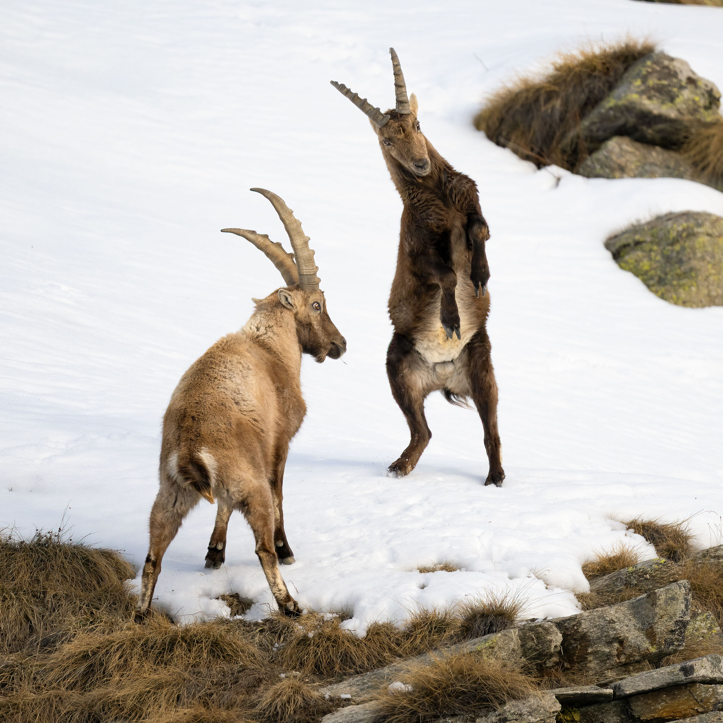 Ibex - Gran Paradiso National Park