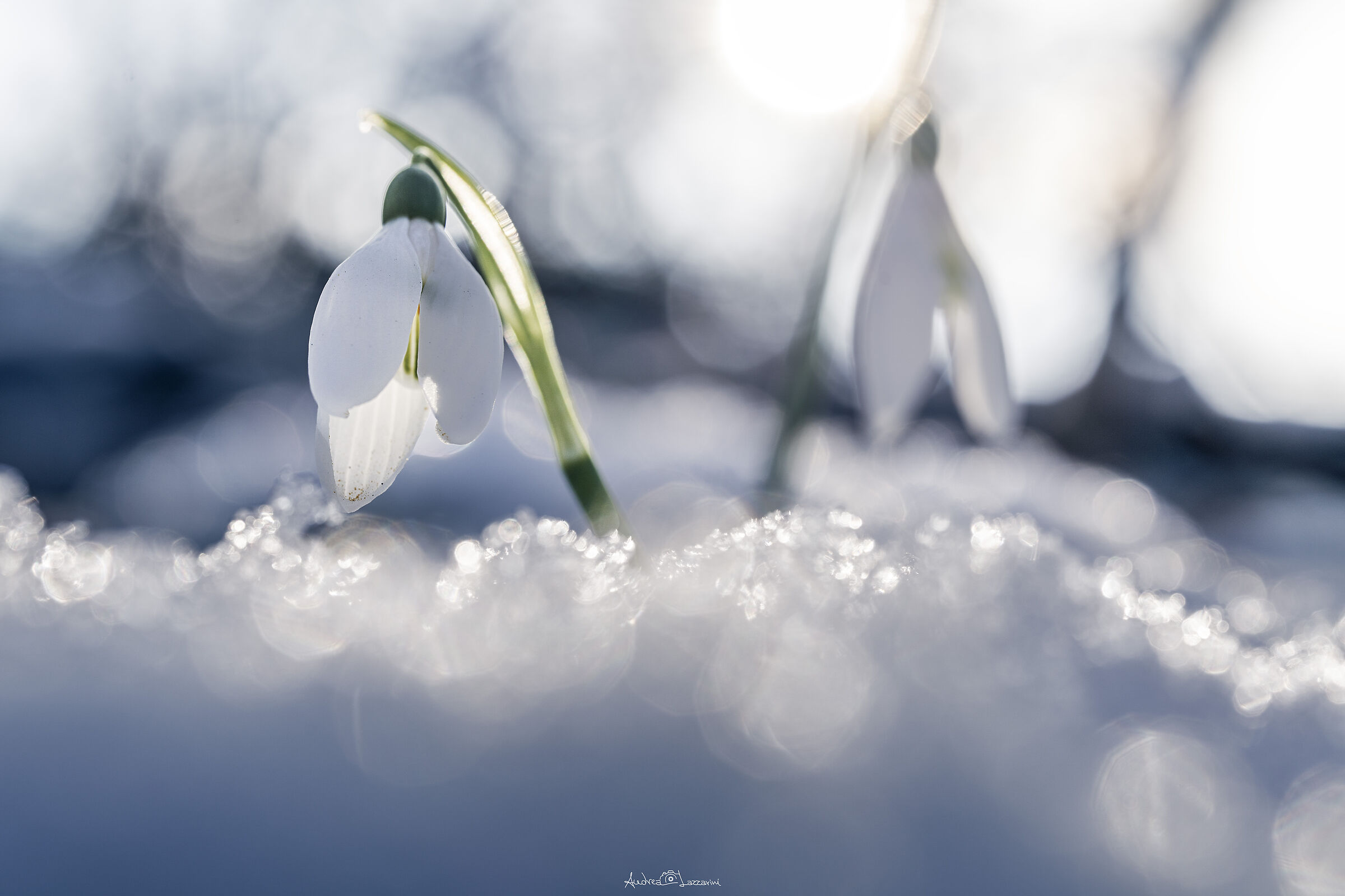 snowdrop