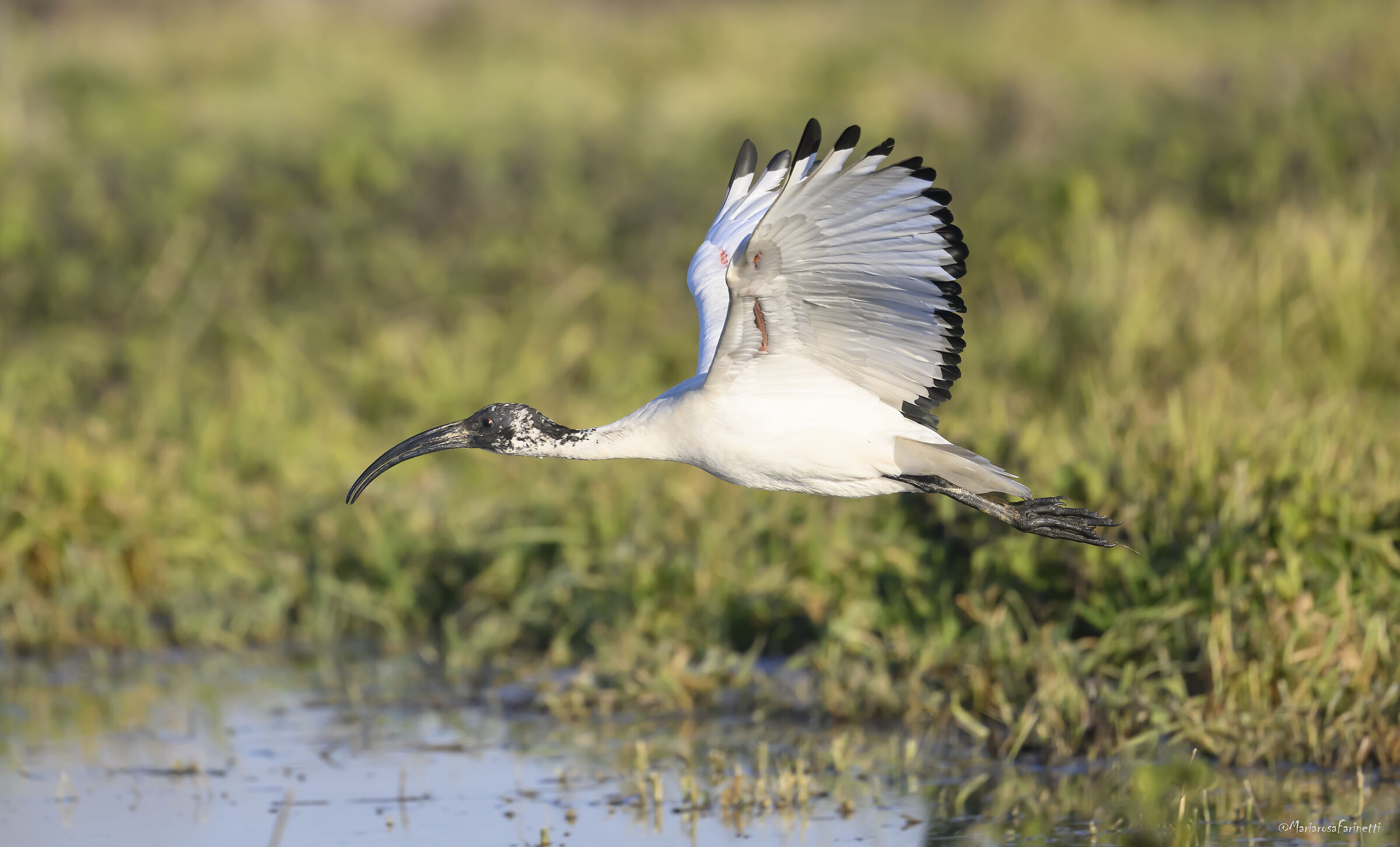 Ibis sacro in volo radente