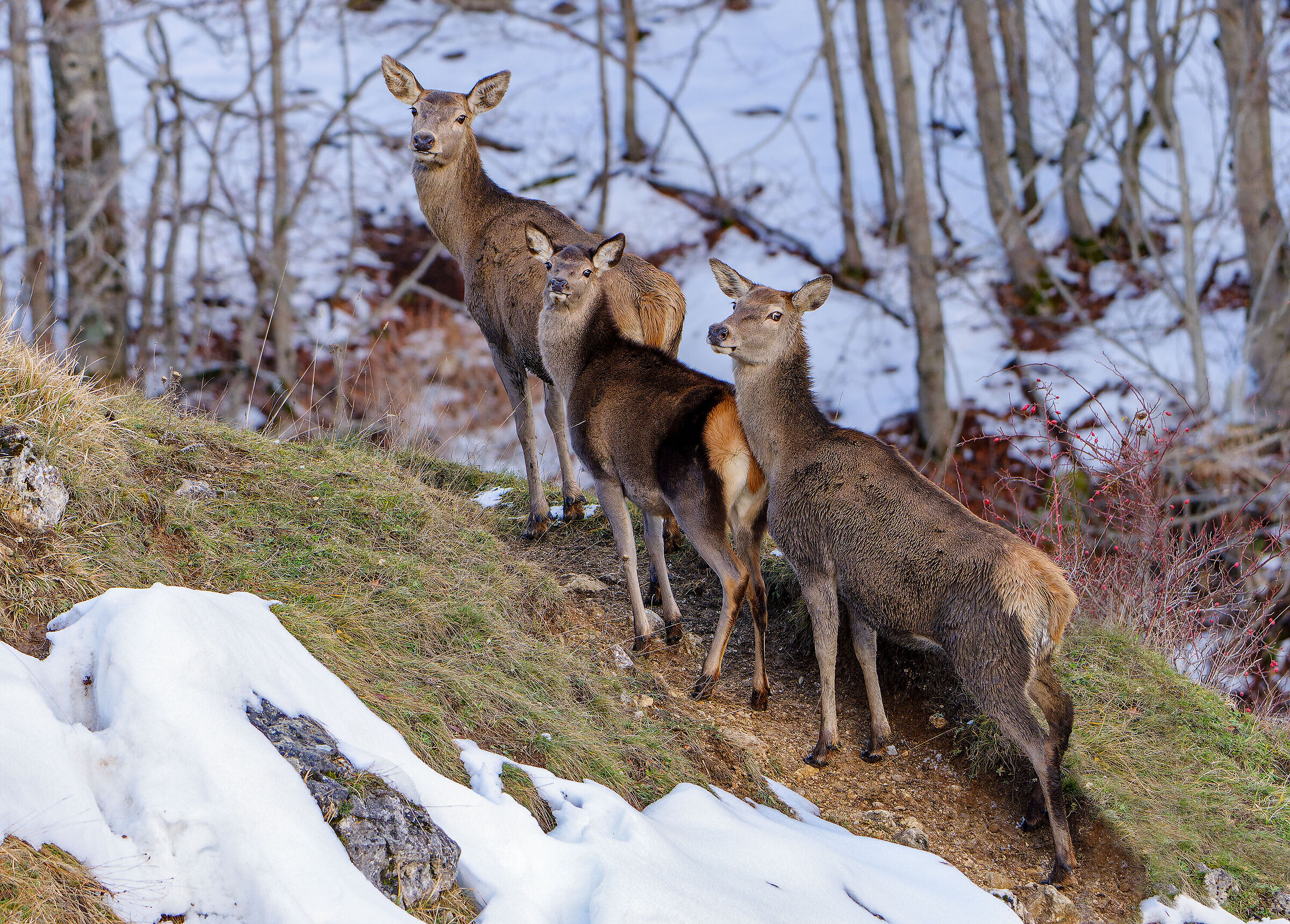 The gaze of the deer