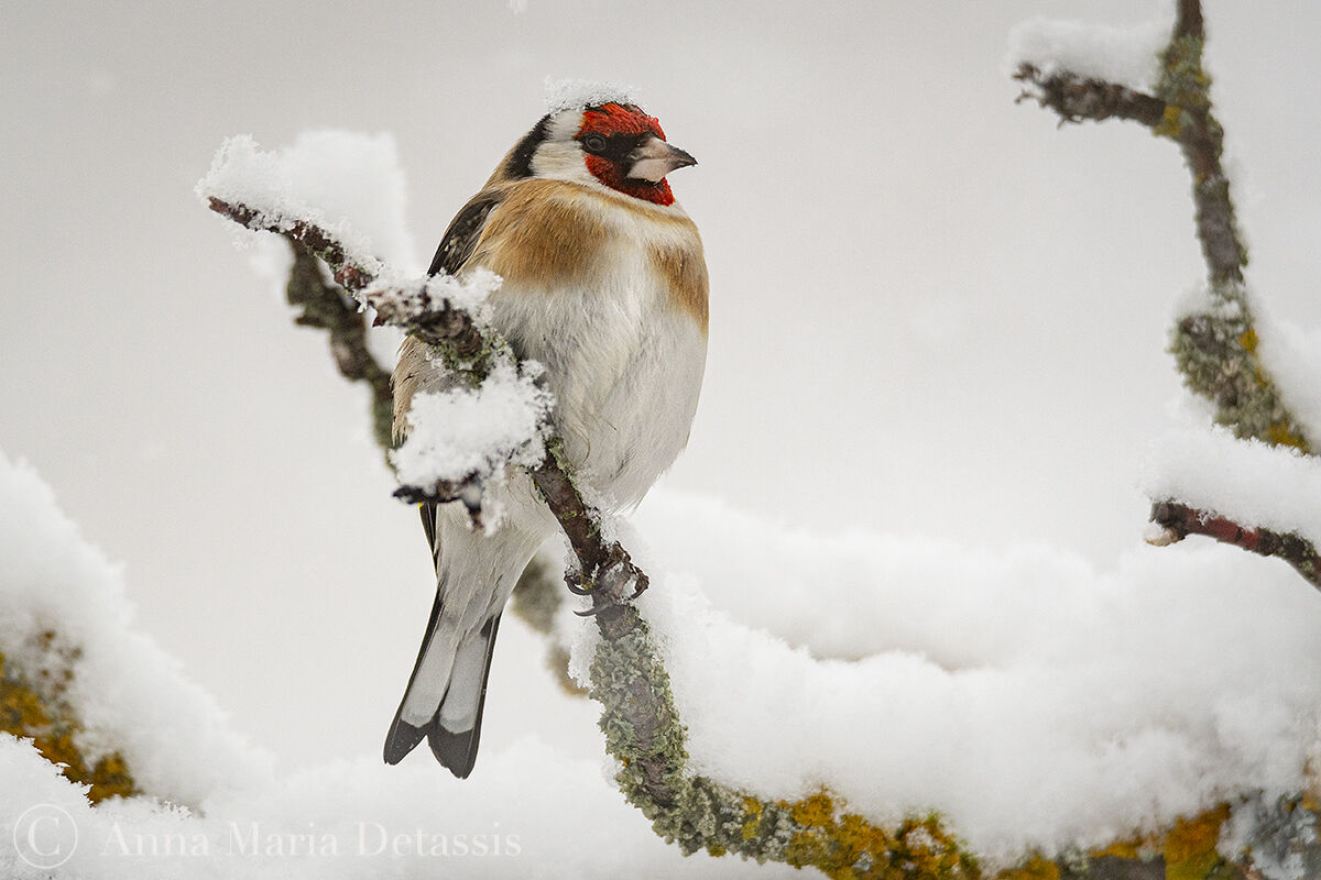 Goldfinch Carduelis carduelis