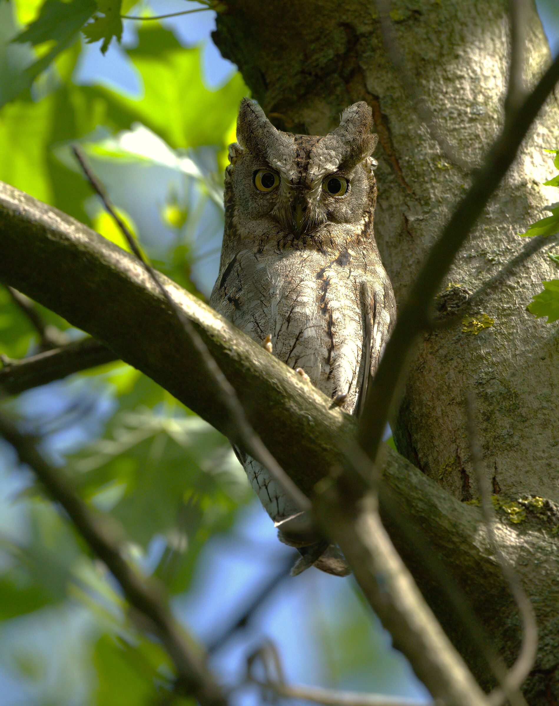 scops owl