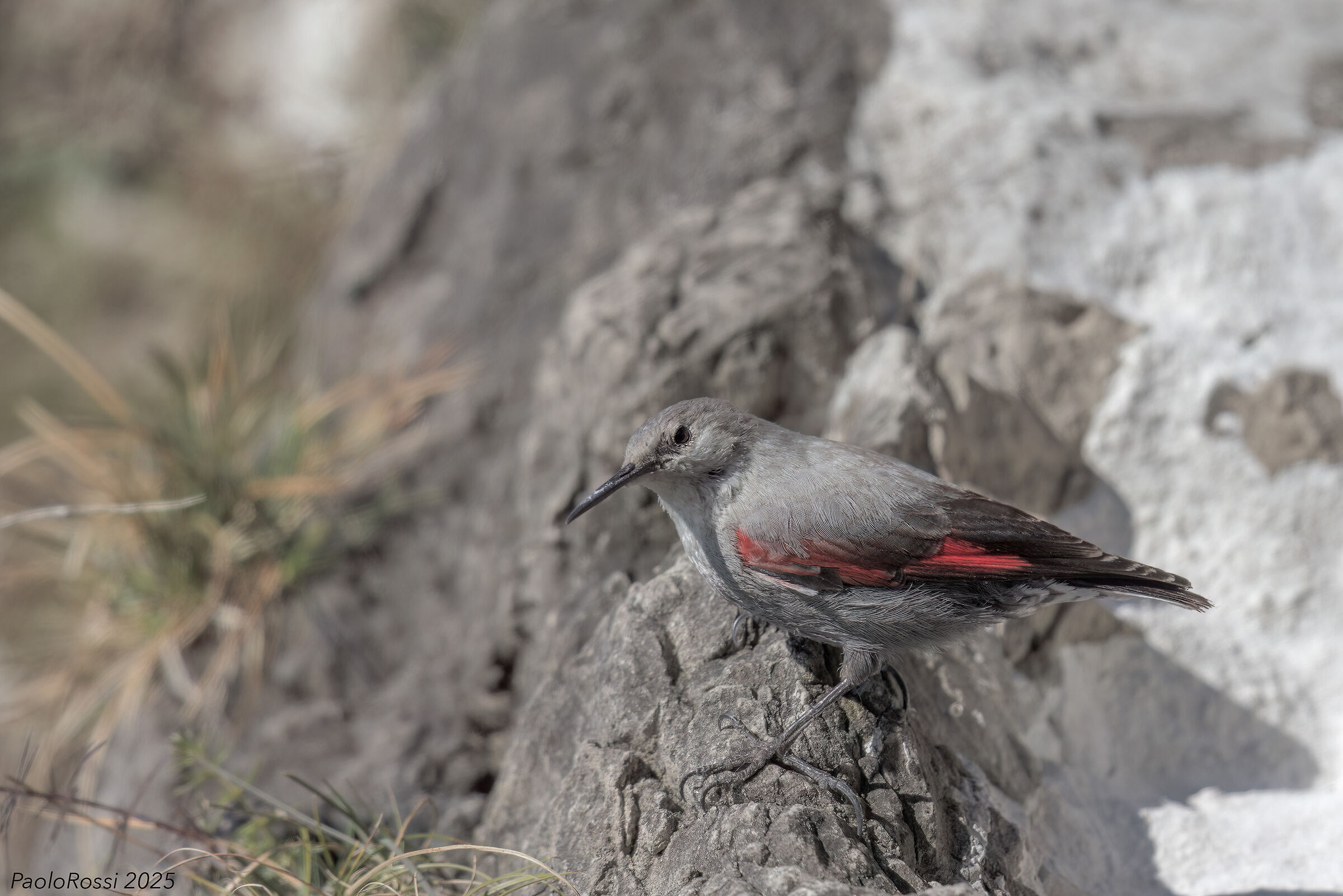 Wallcreeper...