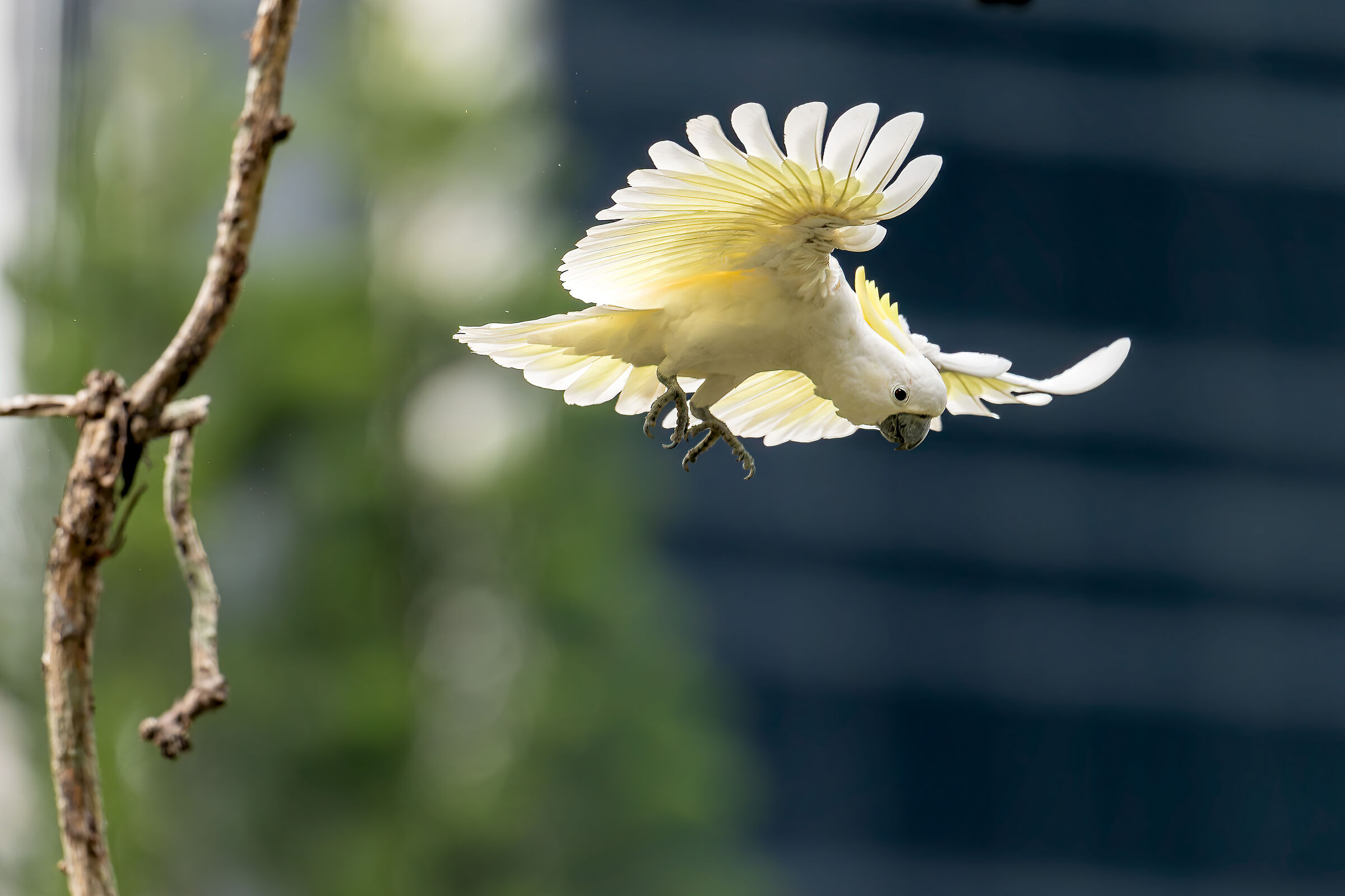 The landing of the cockatoo