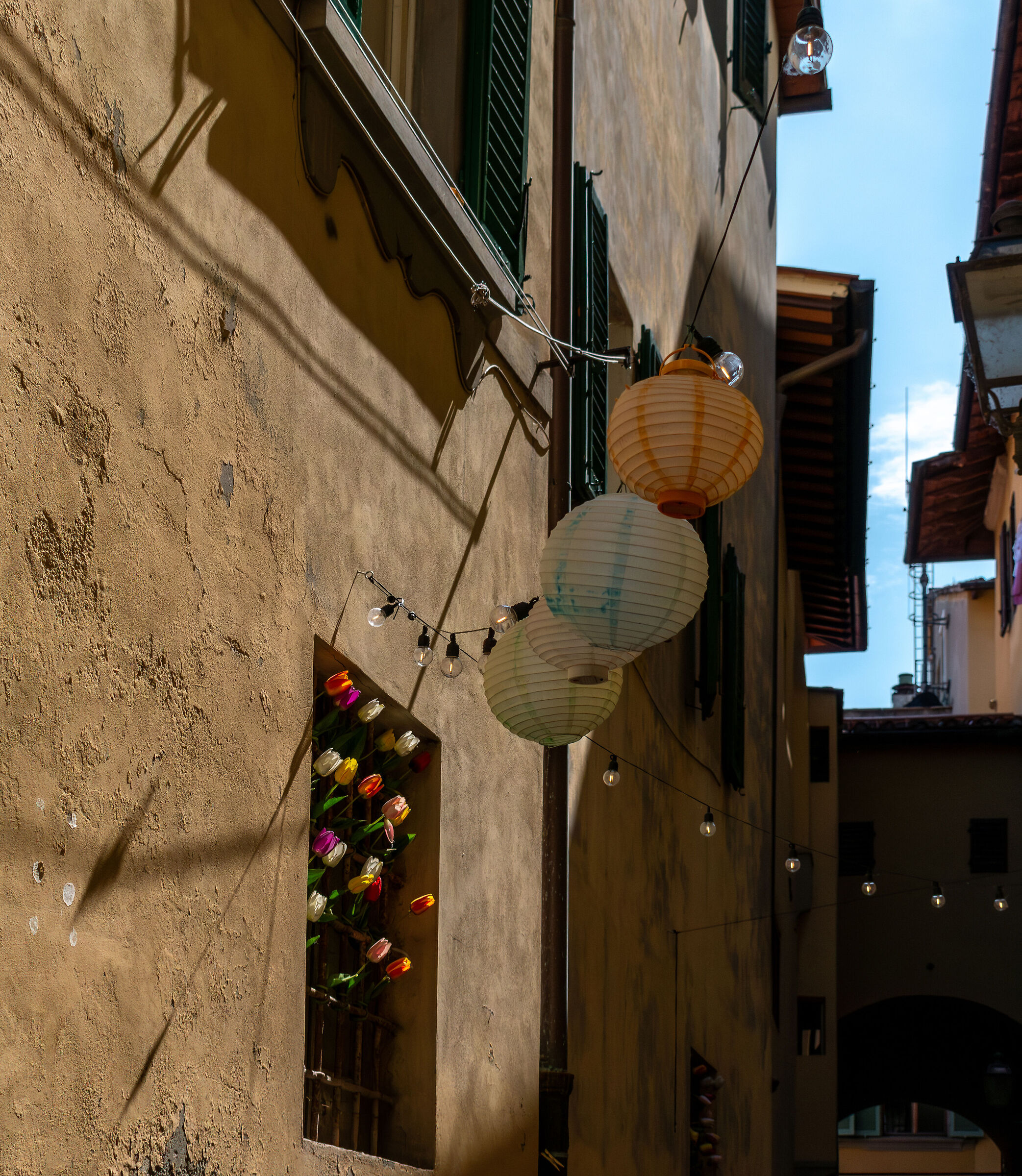 Tulips at the window