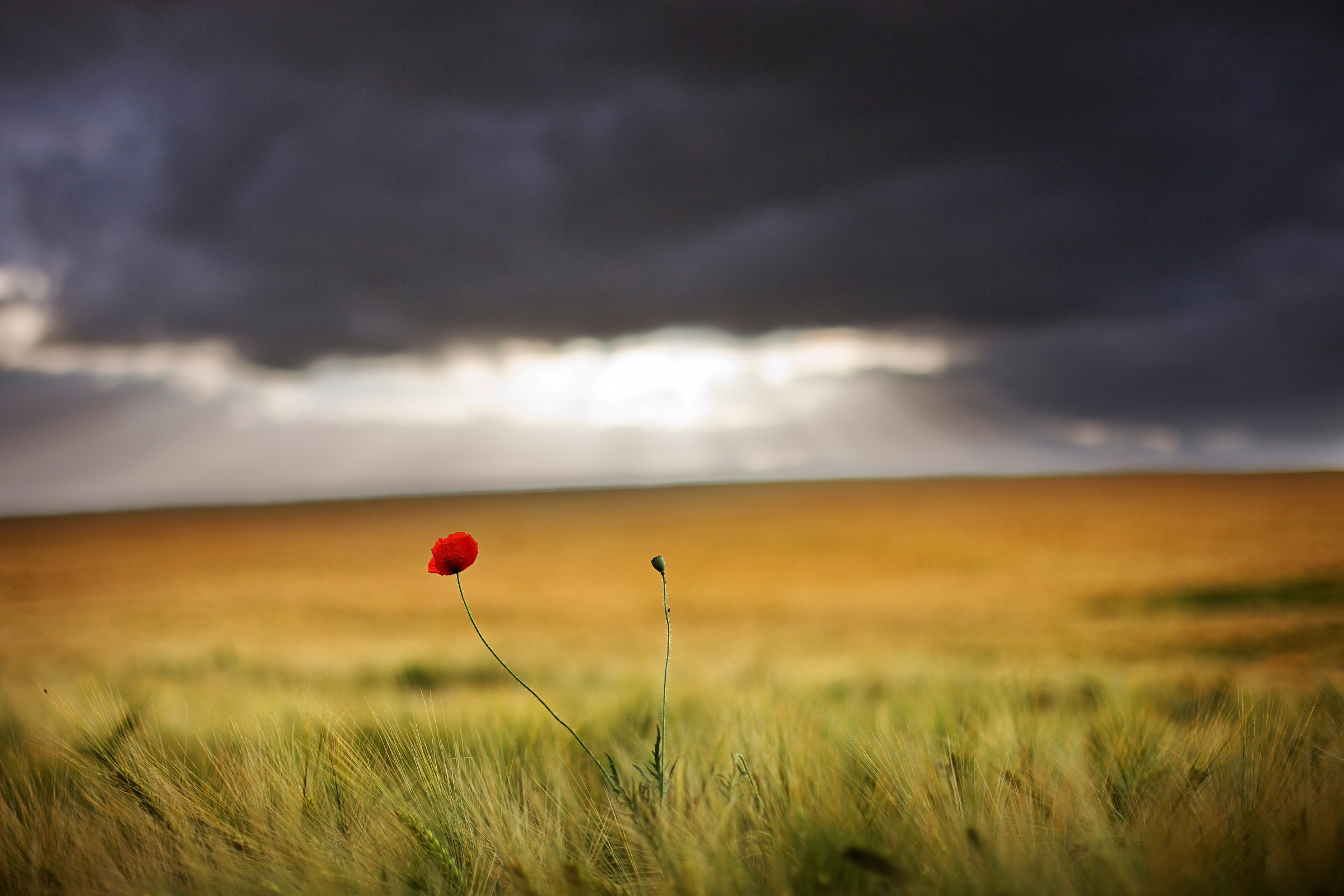 Lone Poppy