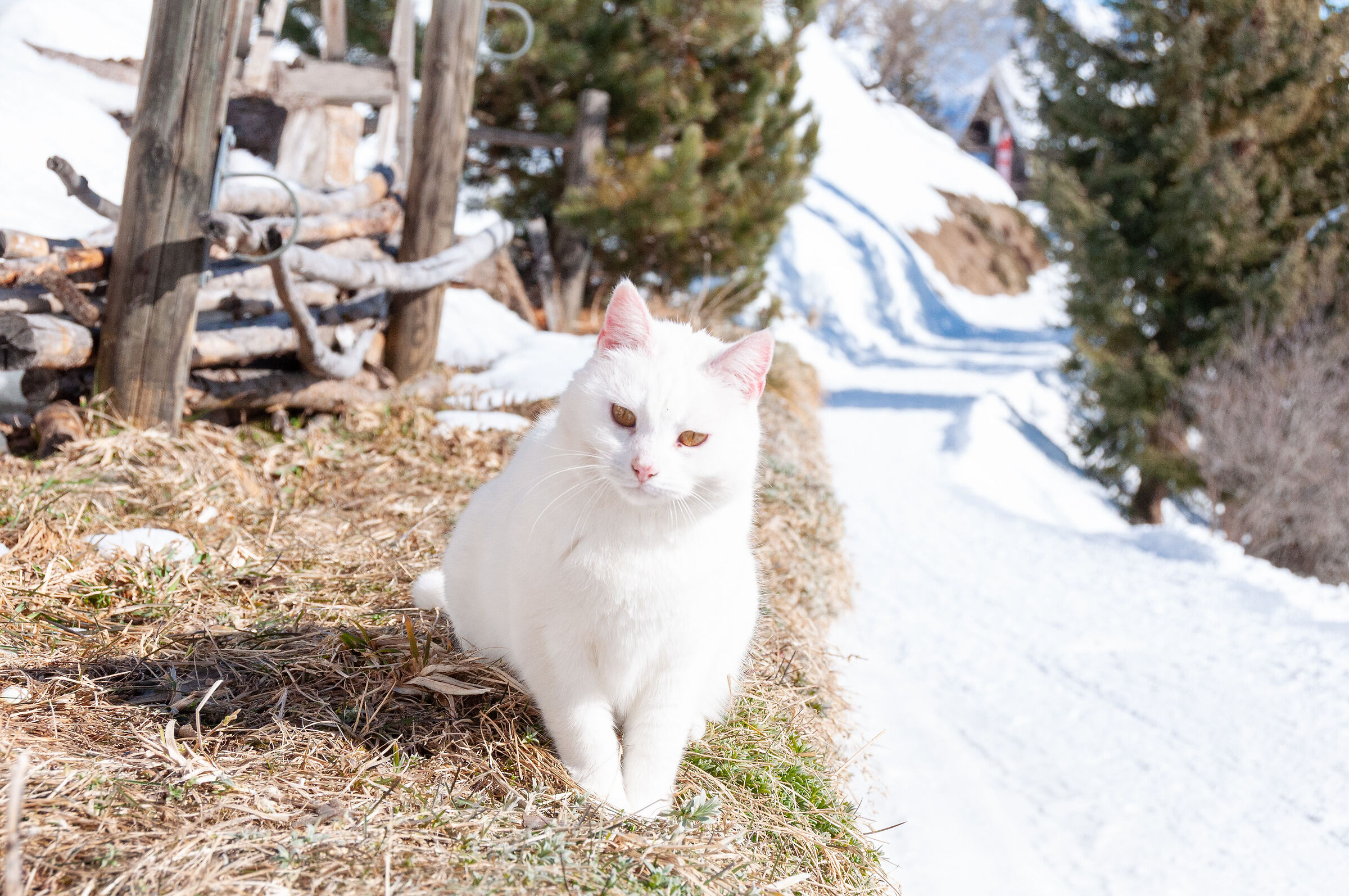 The Riederalp cat