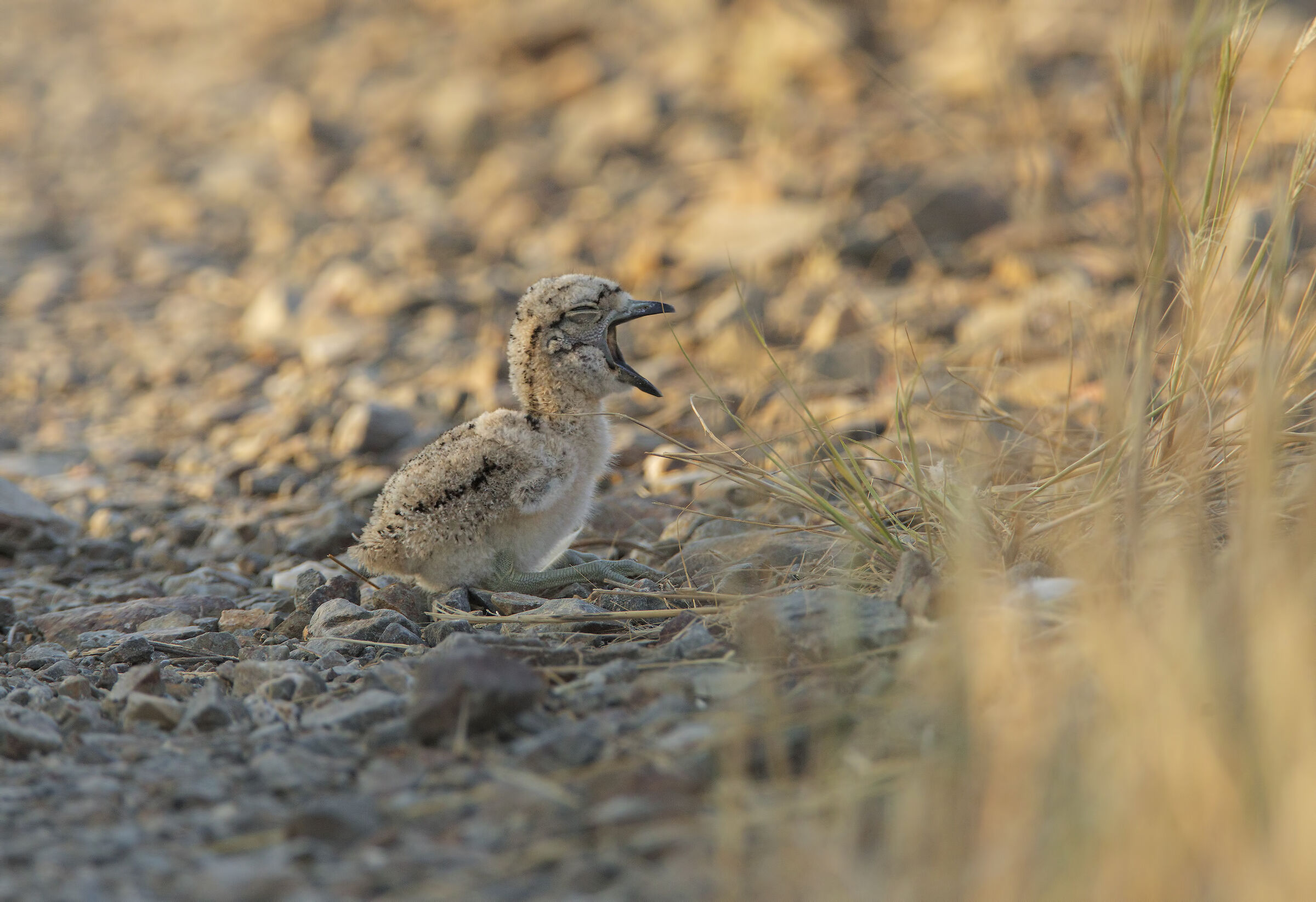 occhioncino...per strada