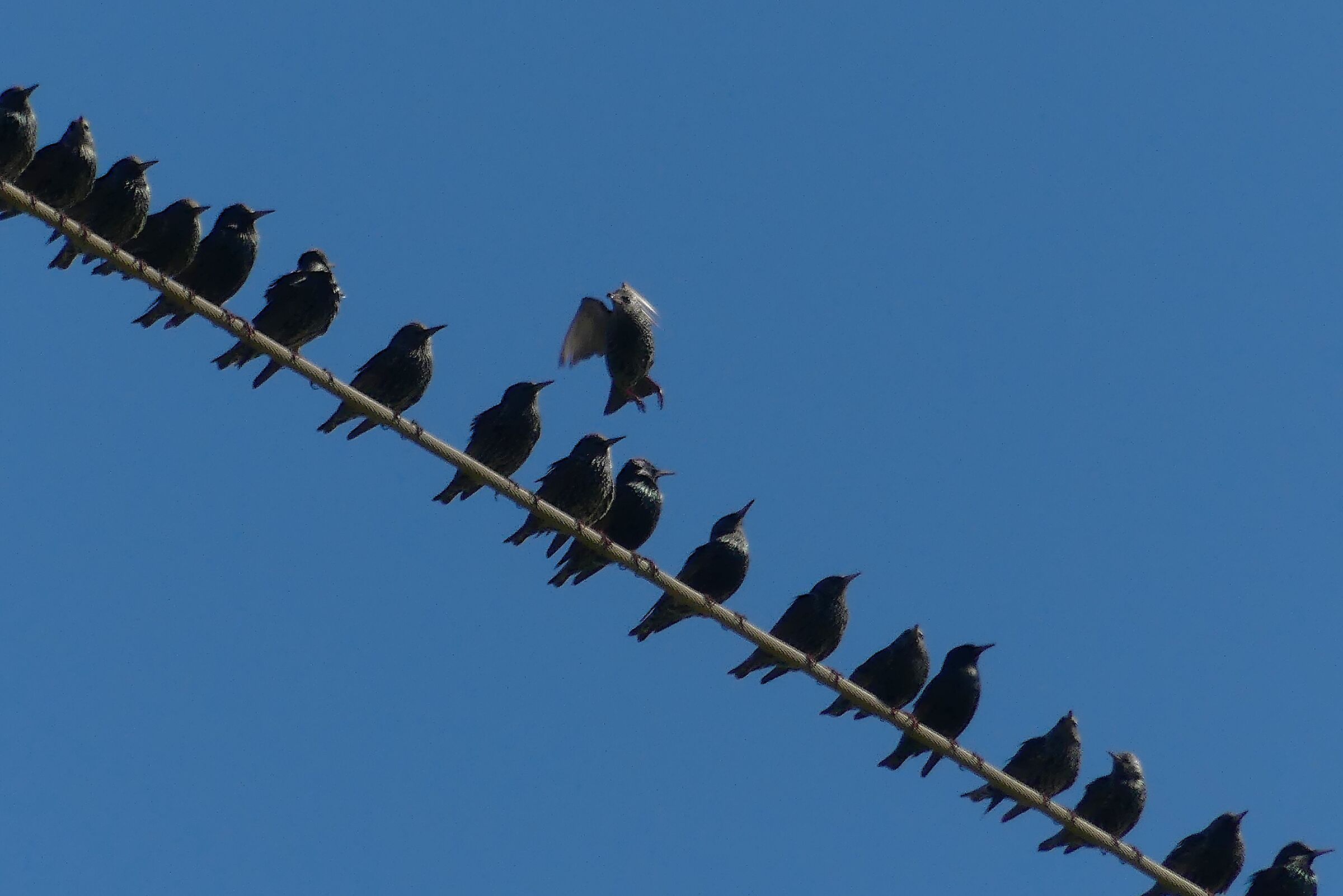 starlings