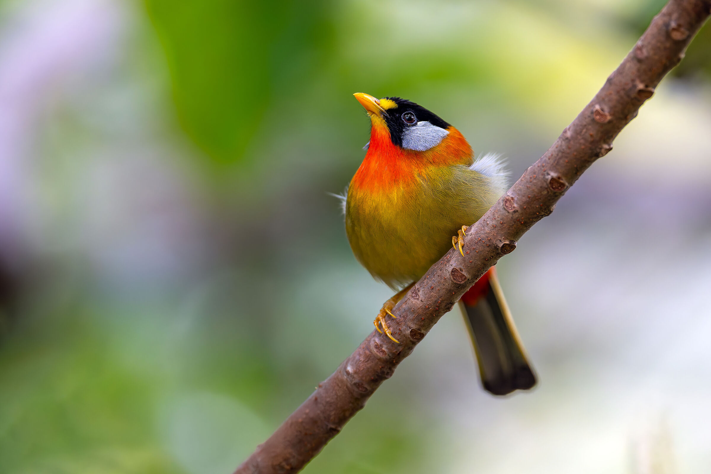 Pensive Leiothrix argentauris