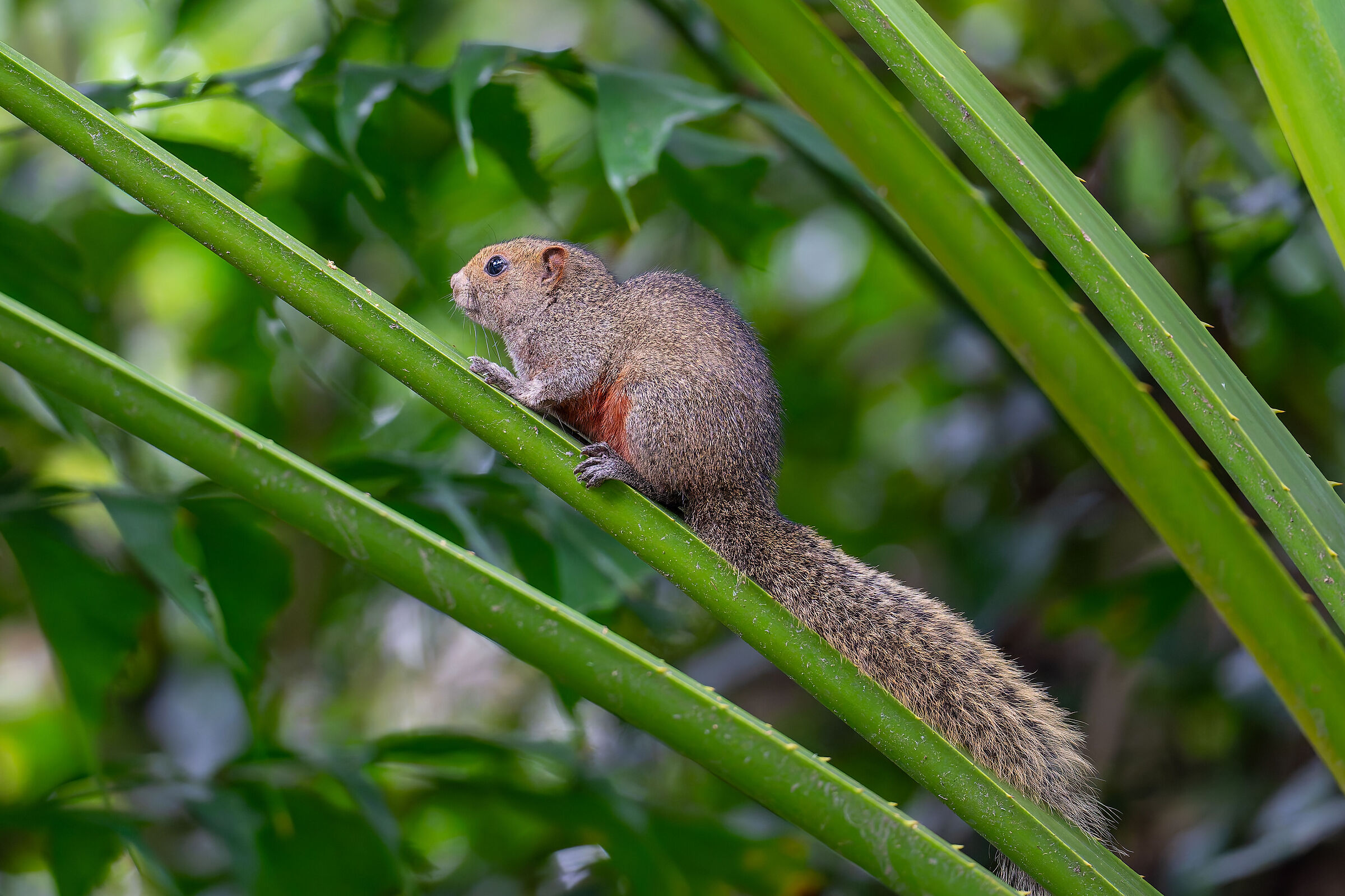 A small squirrel in Hong Kong Park