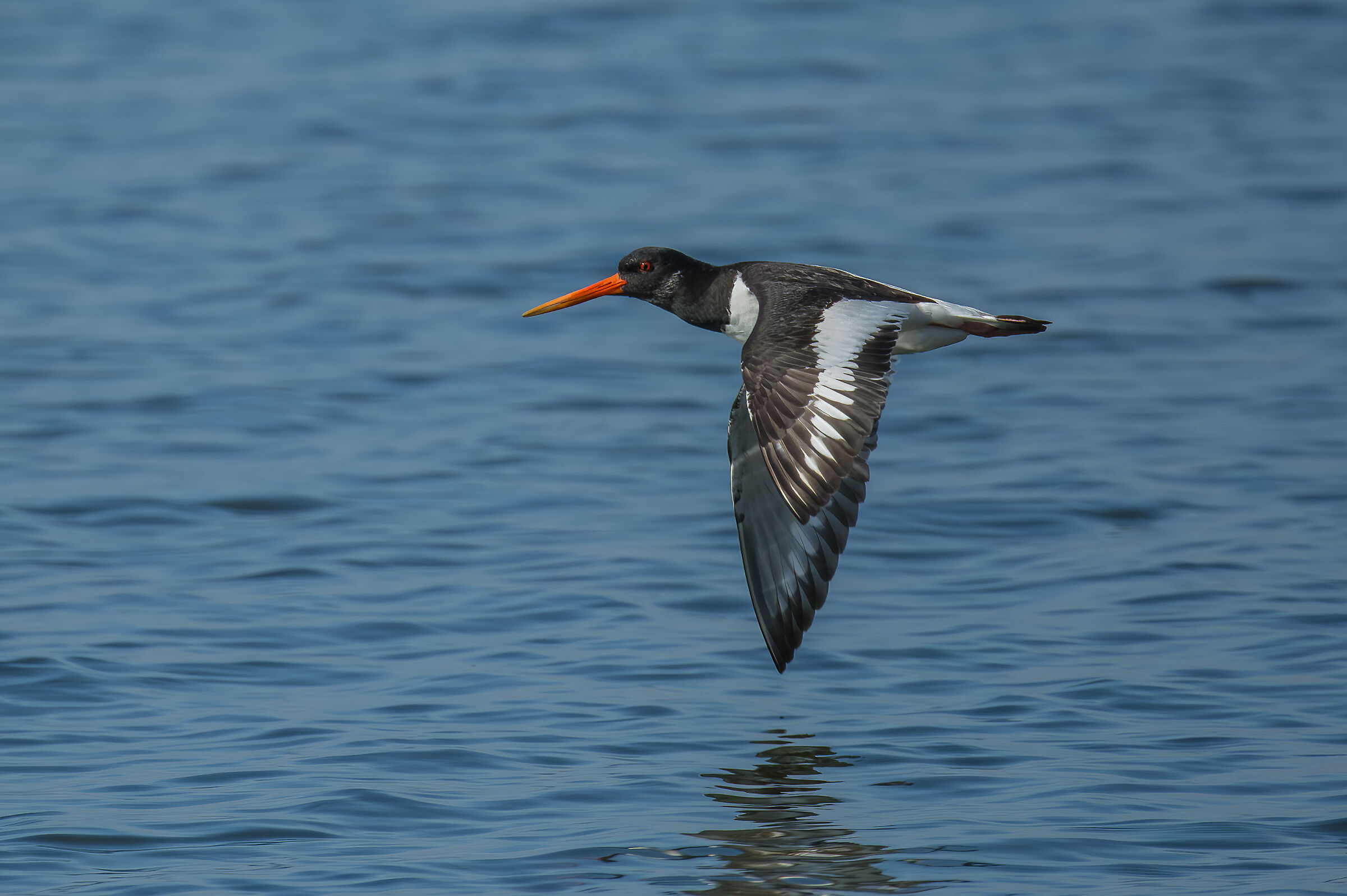 Beccaccia di mare(Haematopus ostralegus)