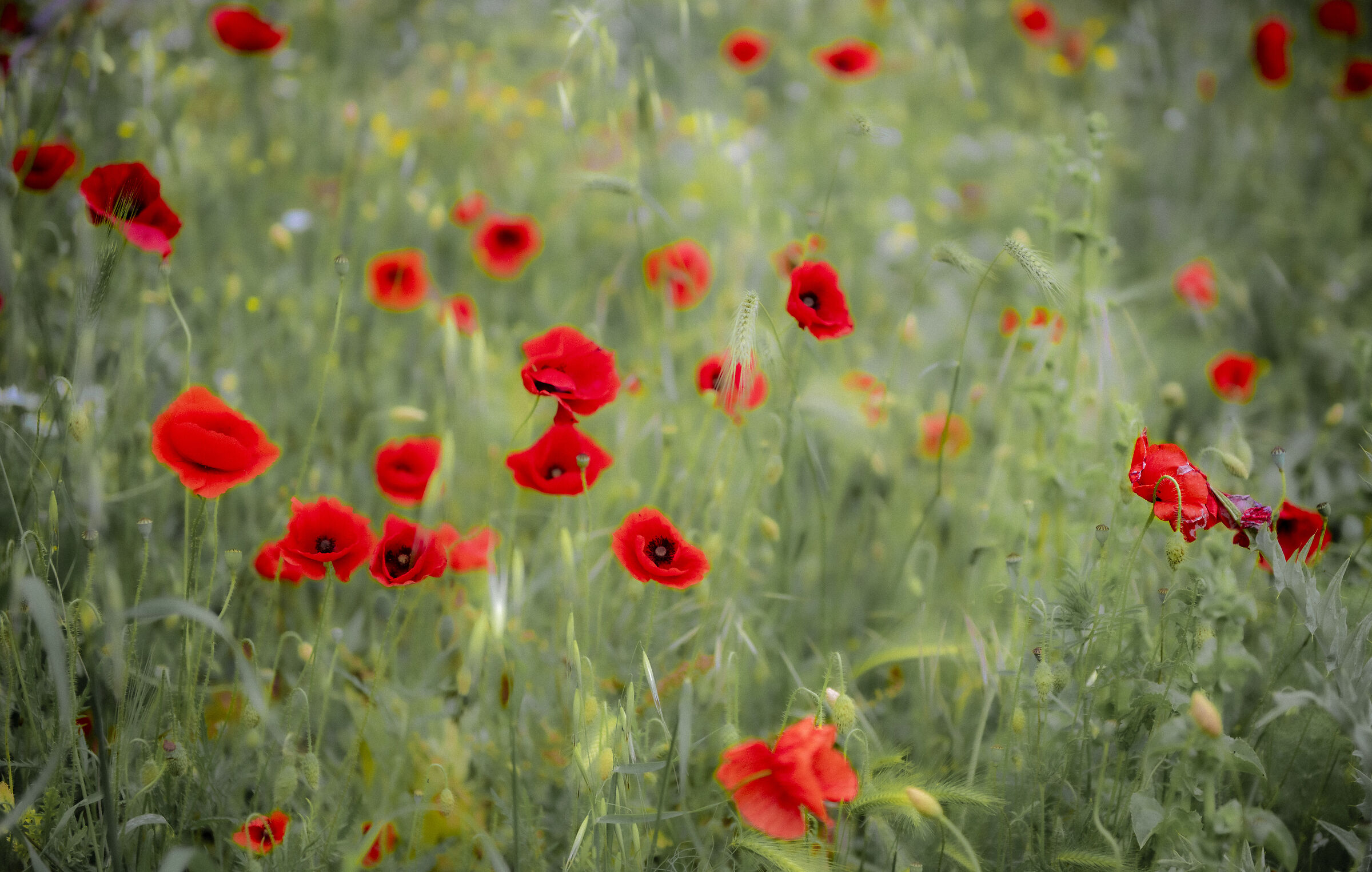 i miei fiori preferiti