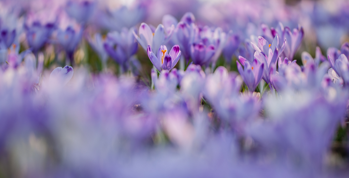 Crocus