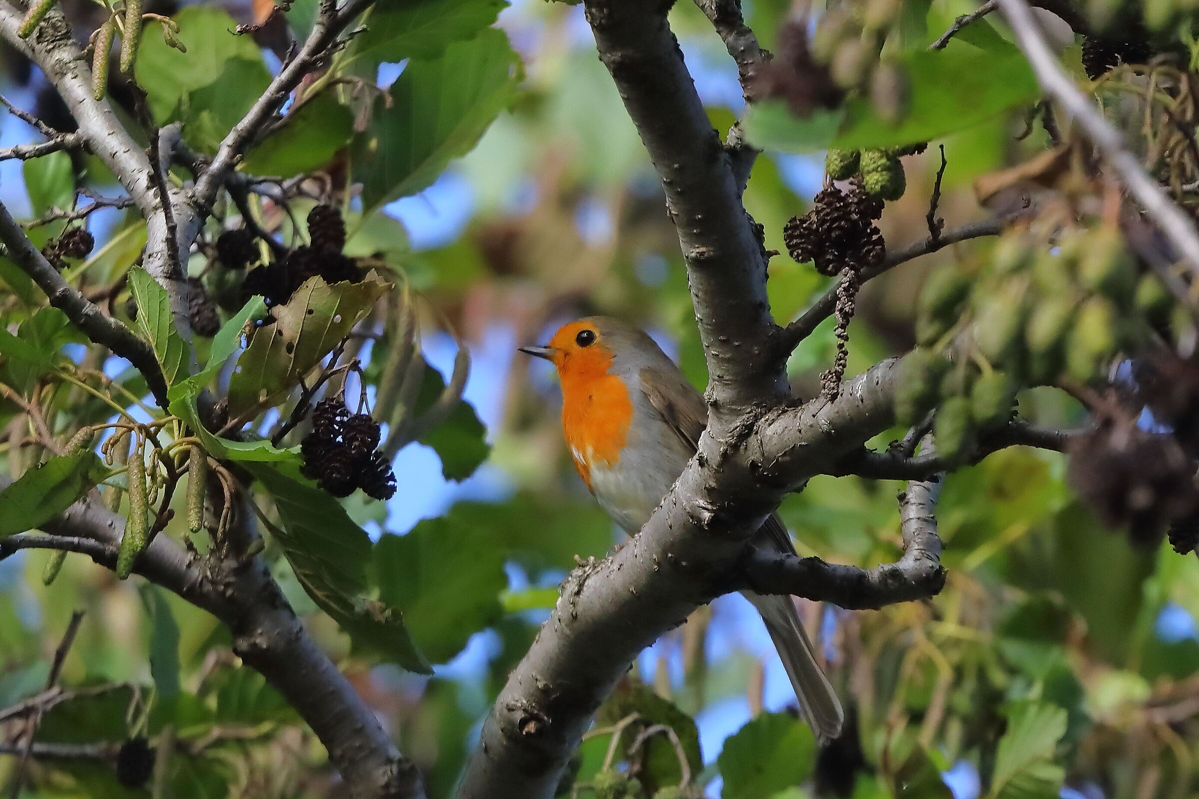 Pettirosso 15 ottobre 2024 - 0095