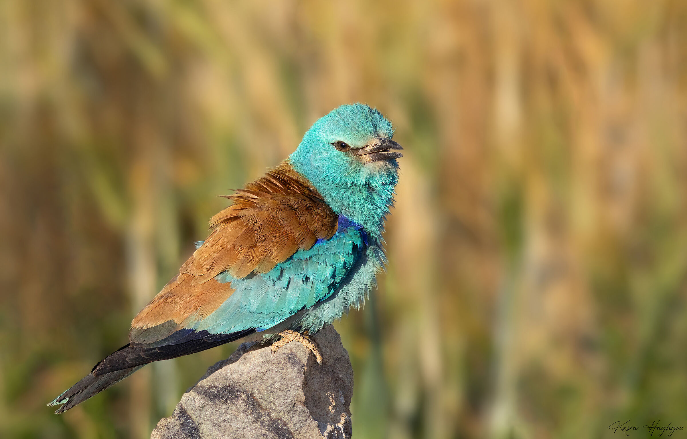 European roller