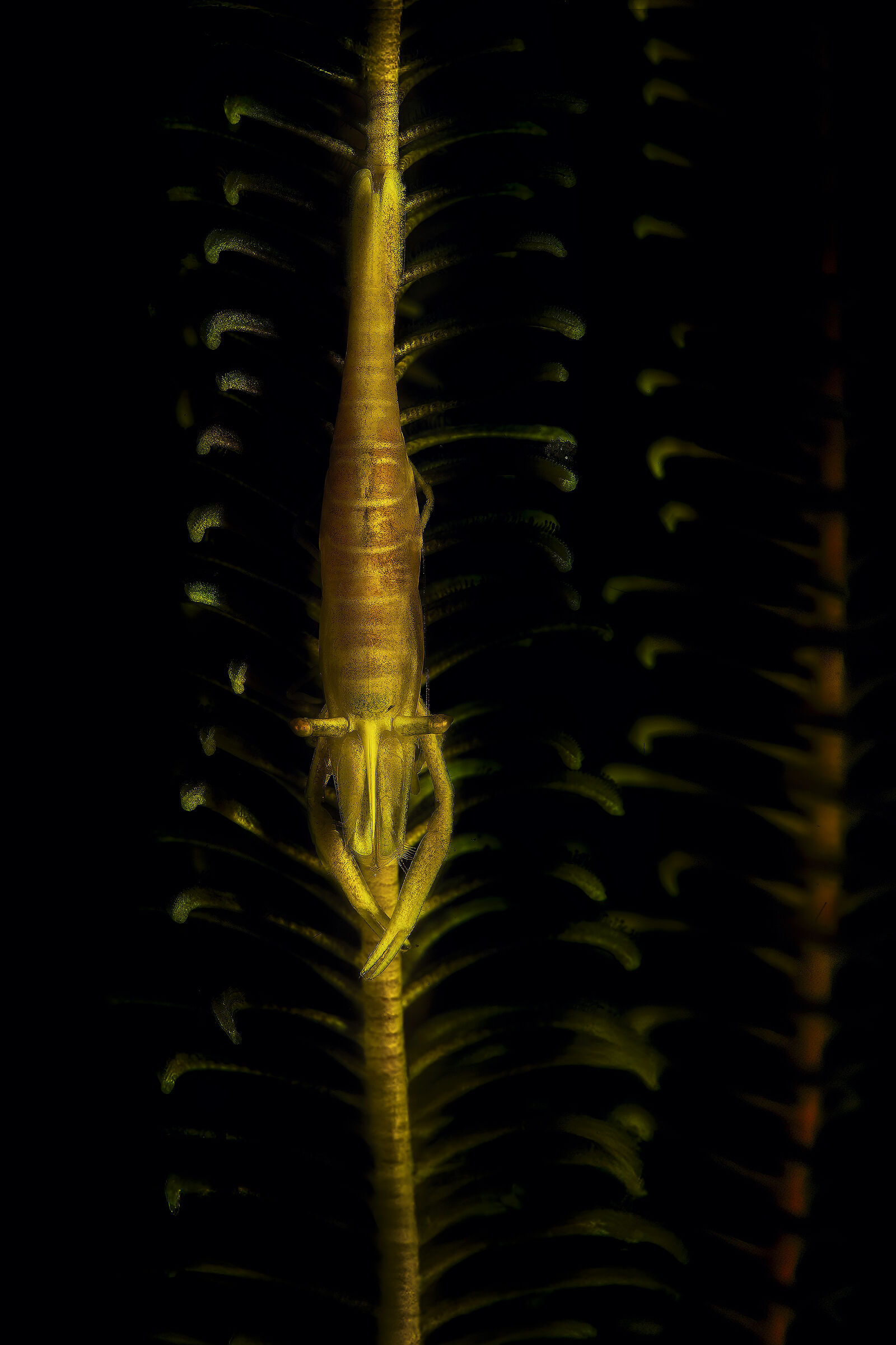 periclemens, Laomenes sp. Bali , tulamben