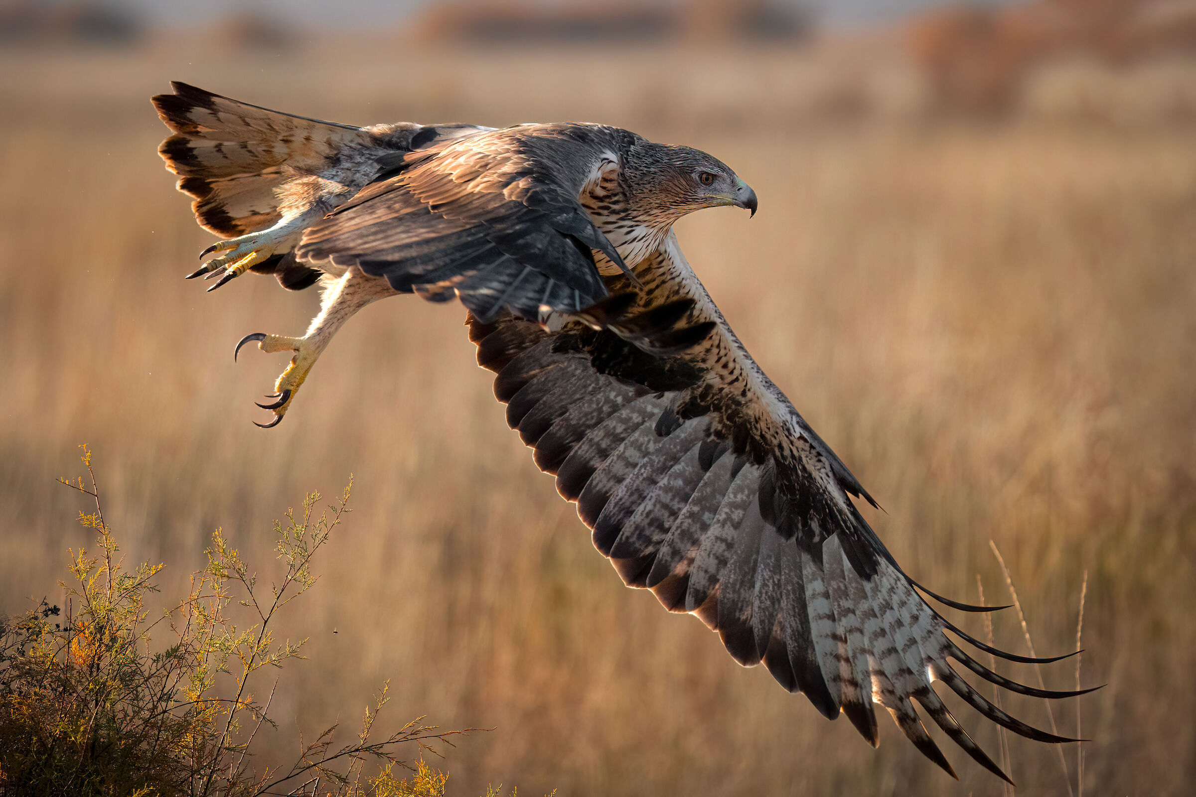 Bonelli