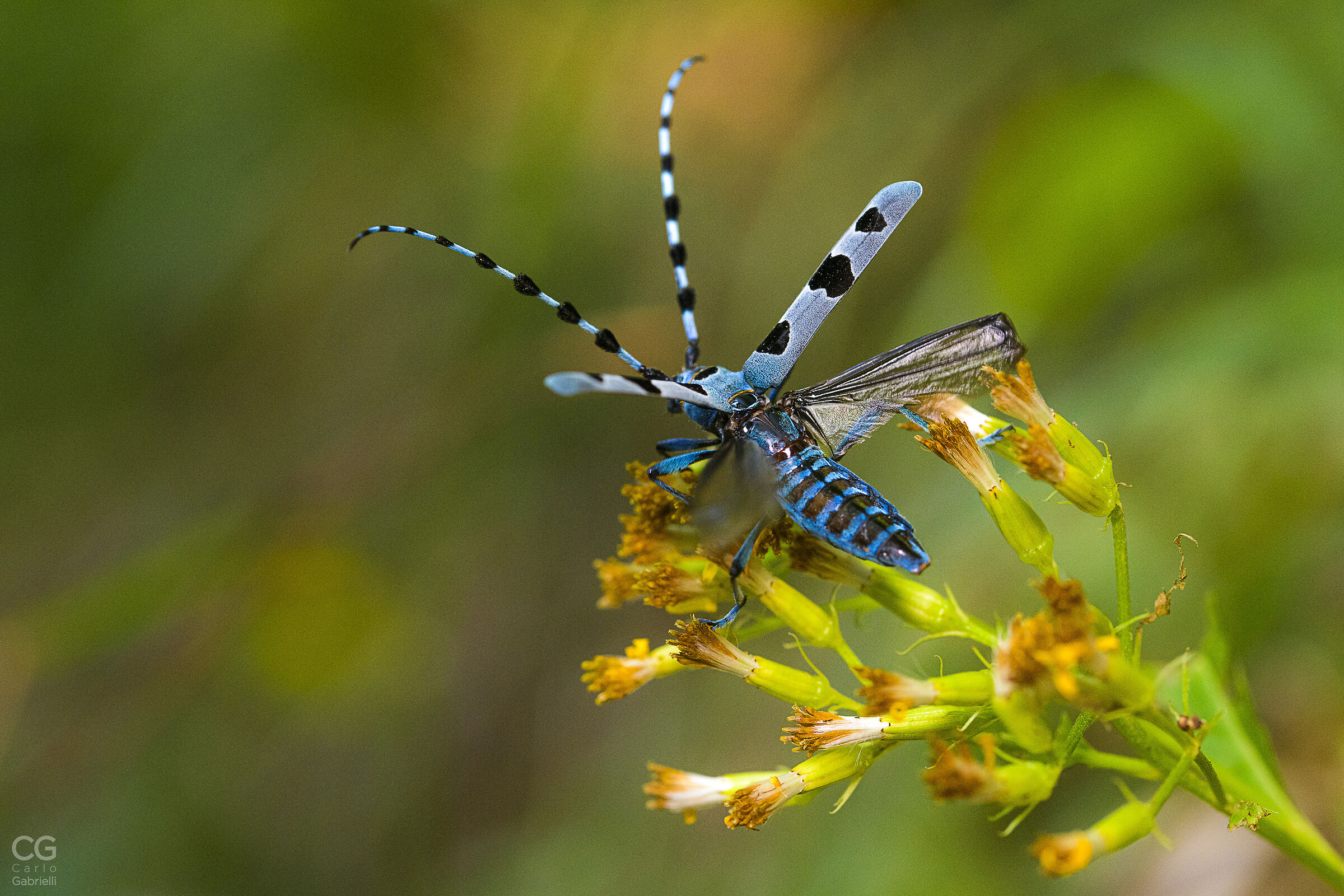 Rosalia Alpina
