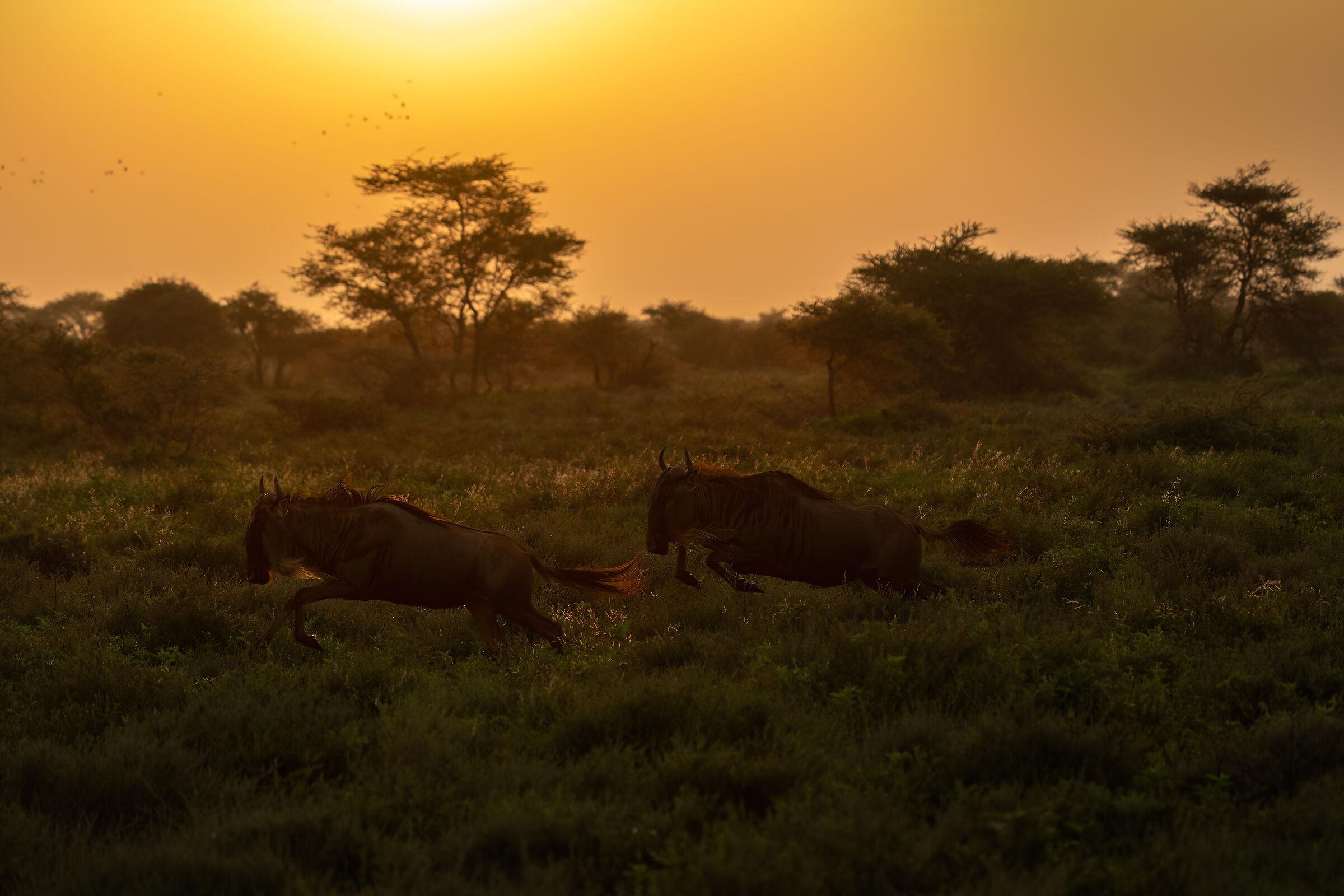 Di corsa al tramonto