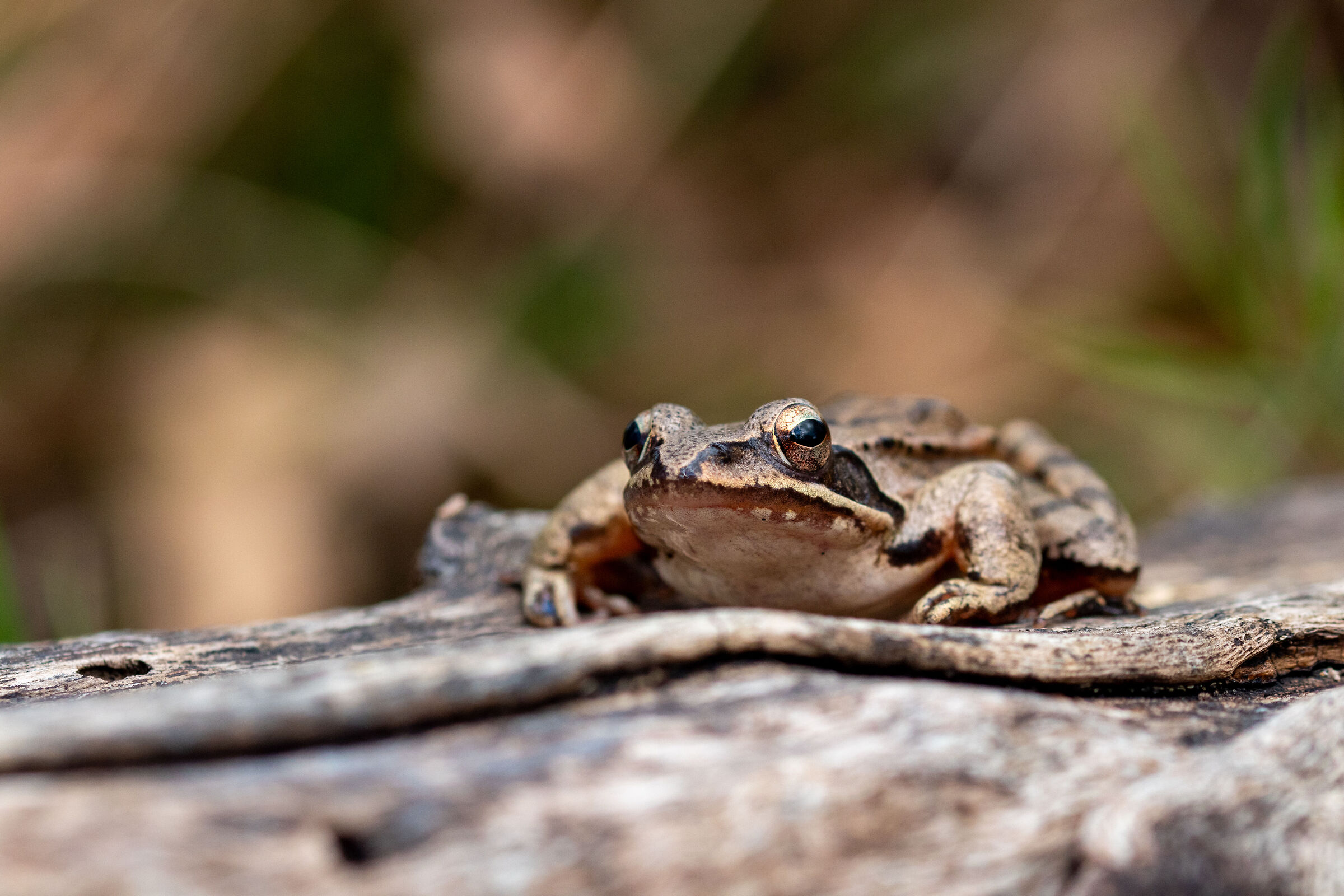 Frog nicknamed "Agile or Greek" - Bosco di Foglino