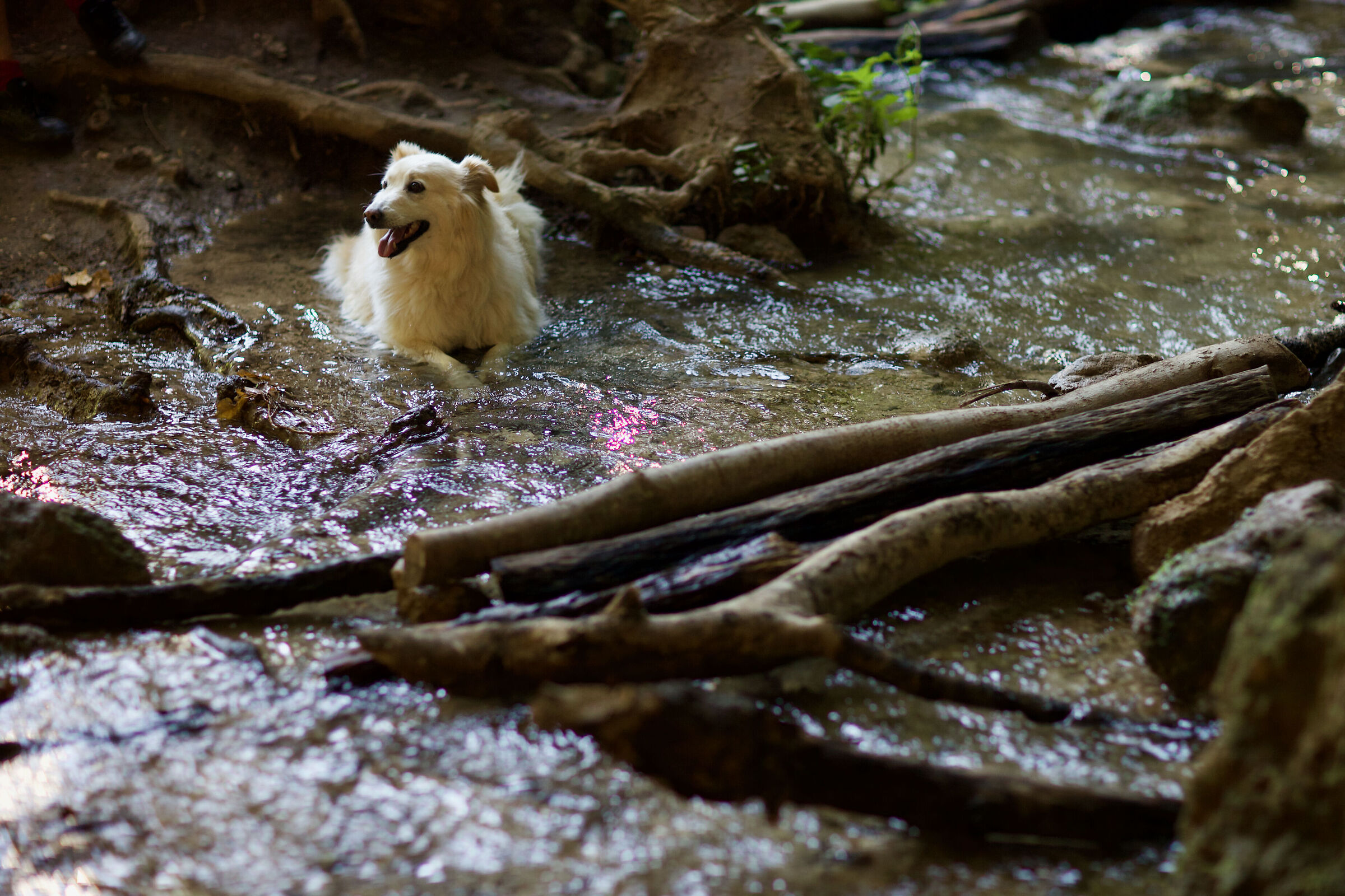 Bau, niente Pesci!!!