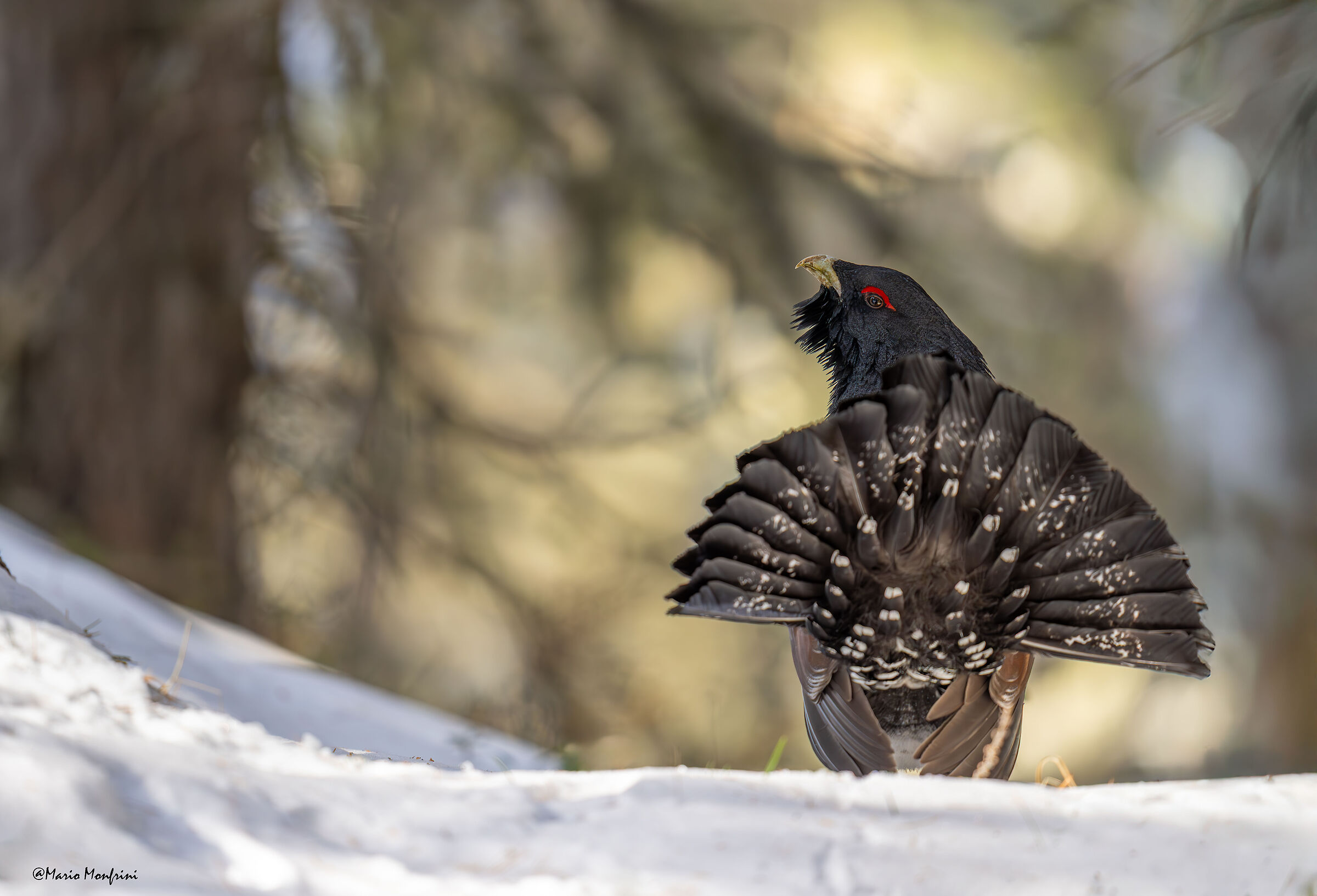 Il guardiano del bosco