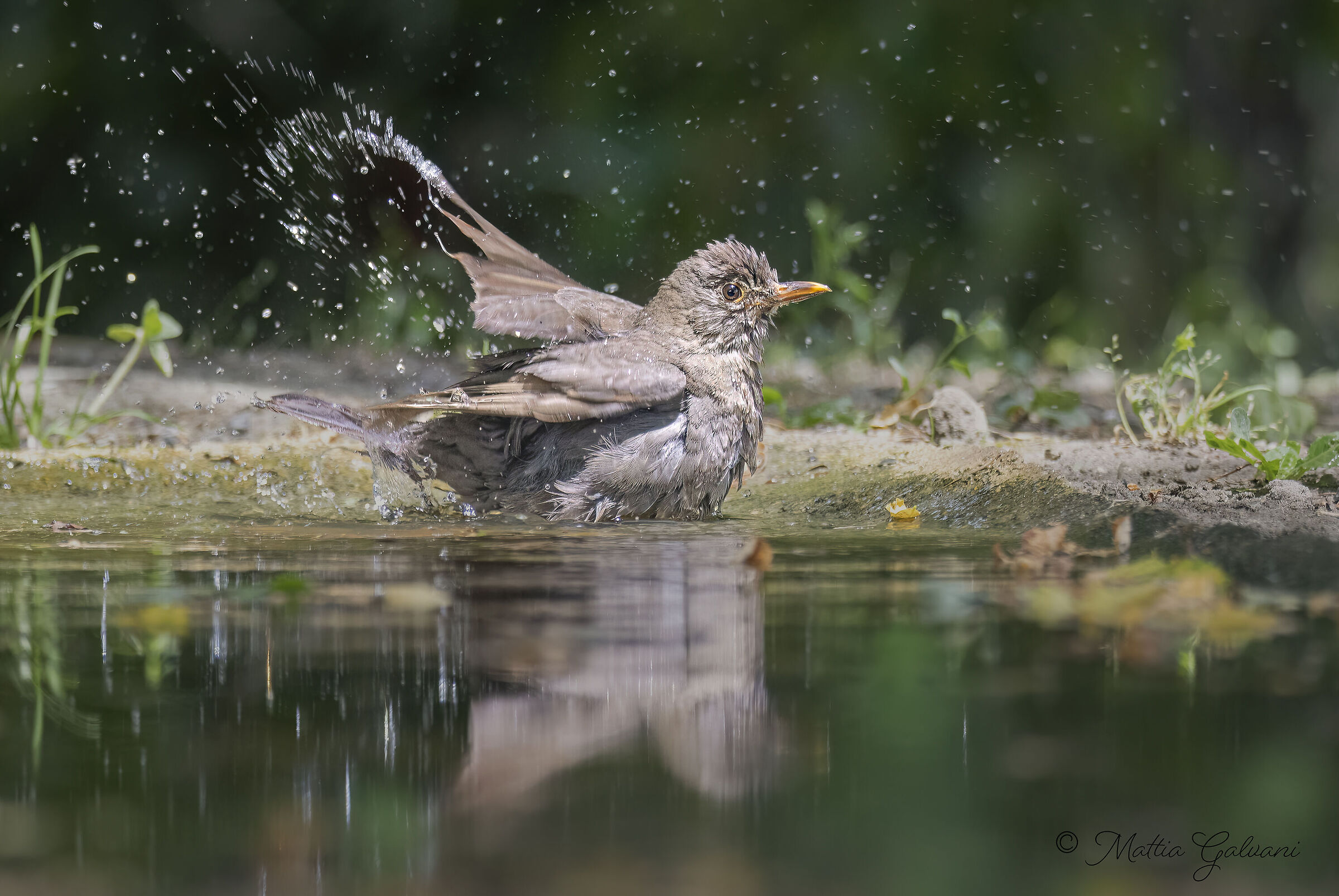 Giovane Merlo al bagno