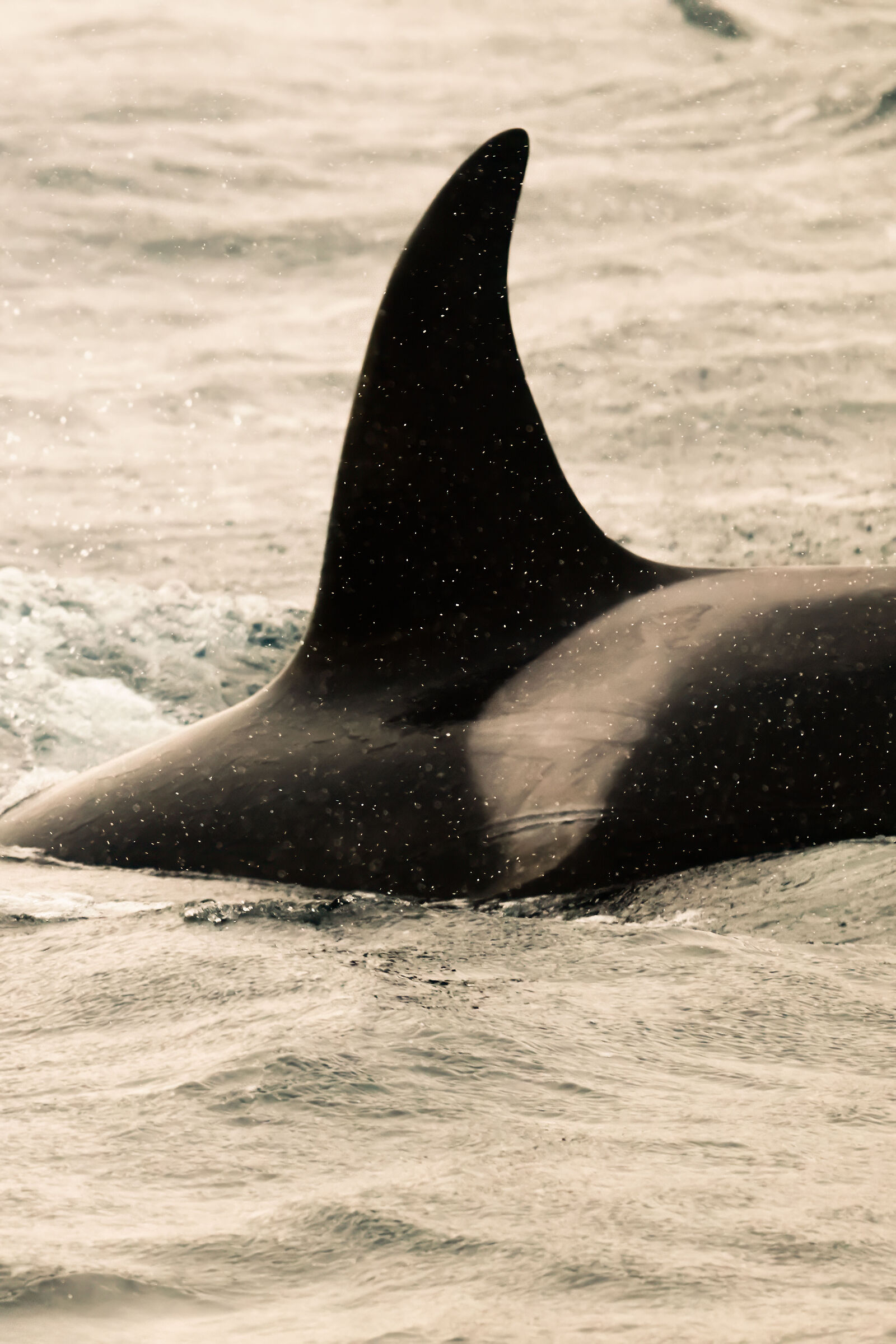 Dettaglio di un Orca