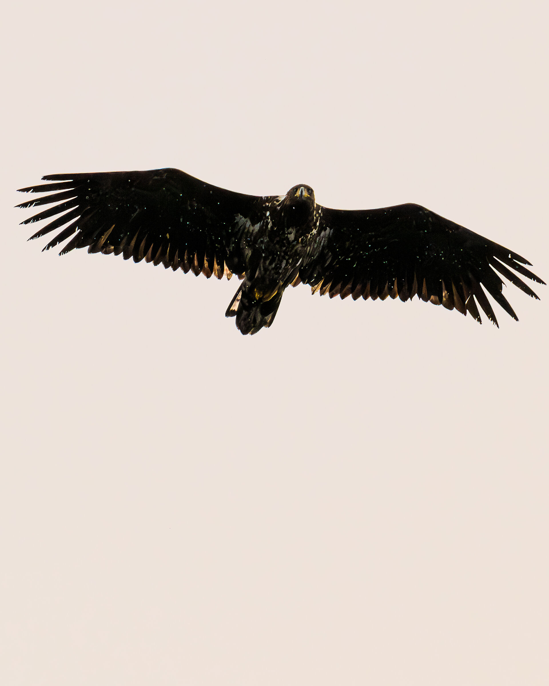 Aquila del mare del nord